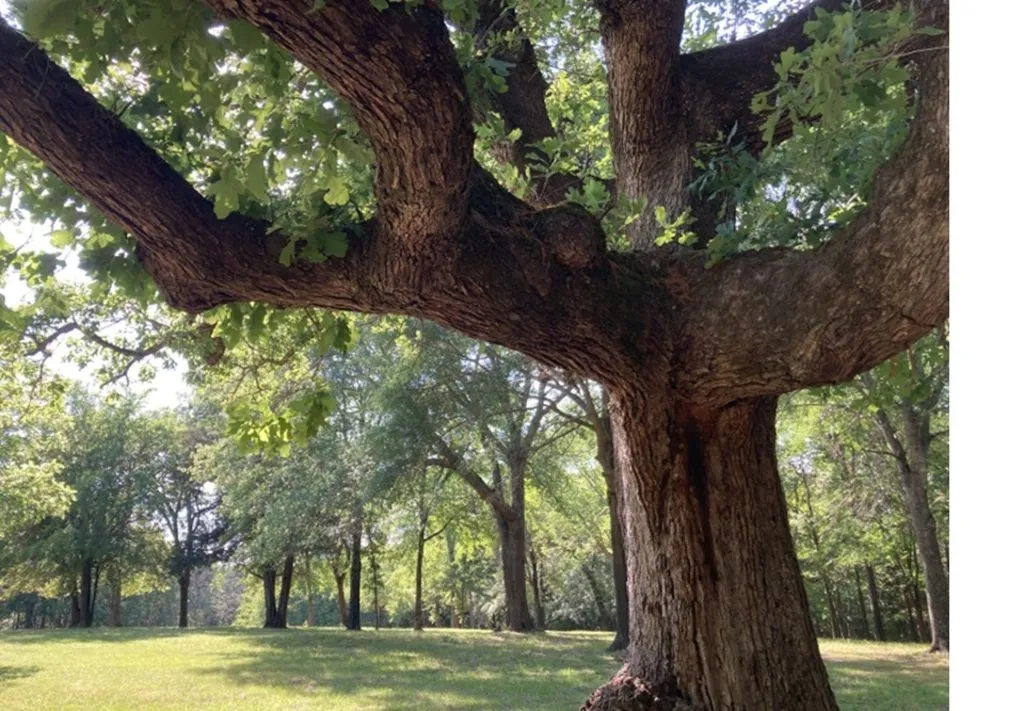Farm For Sale in Wood County , 1773 CR 2540, Mineola, Texas 75773, 3 Bedroom, 2 Bathroom, 2 Garage spaces, 5,000 Sqft, built in 2007, Price $1,550,000, mls#21318940, Real Estate Agent in Mineola, Homes For Sale in Wood county, Homes For Sale in Mineola, Realtor in Mineola Texas, Real Estate Brokerage Independent Realty Texas, Luminita Cordes Realtor