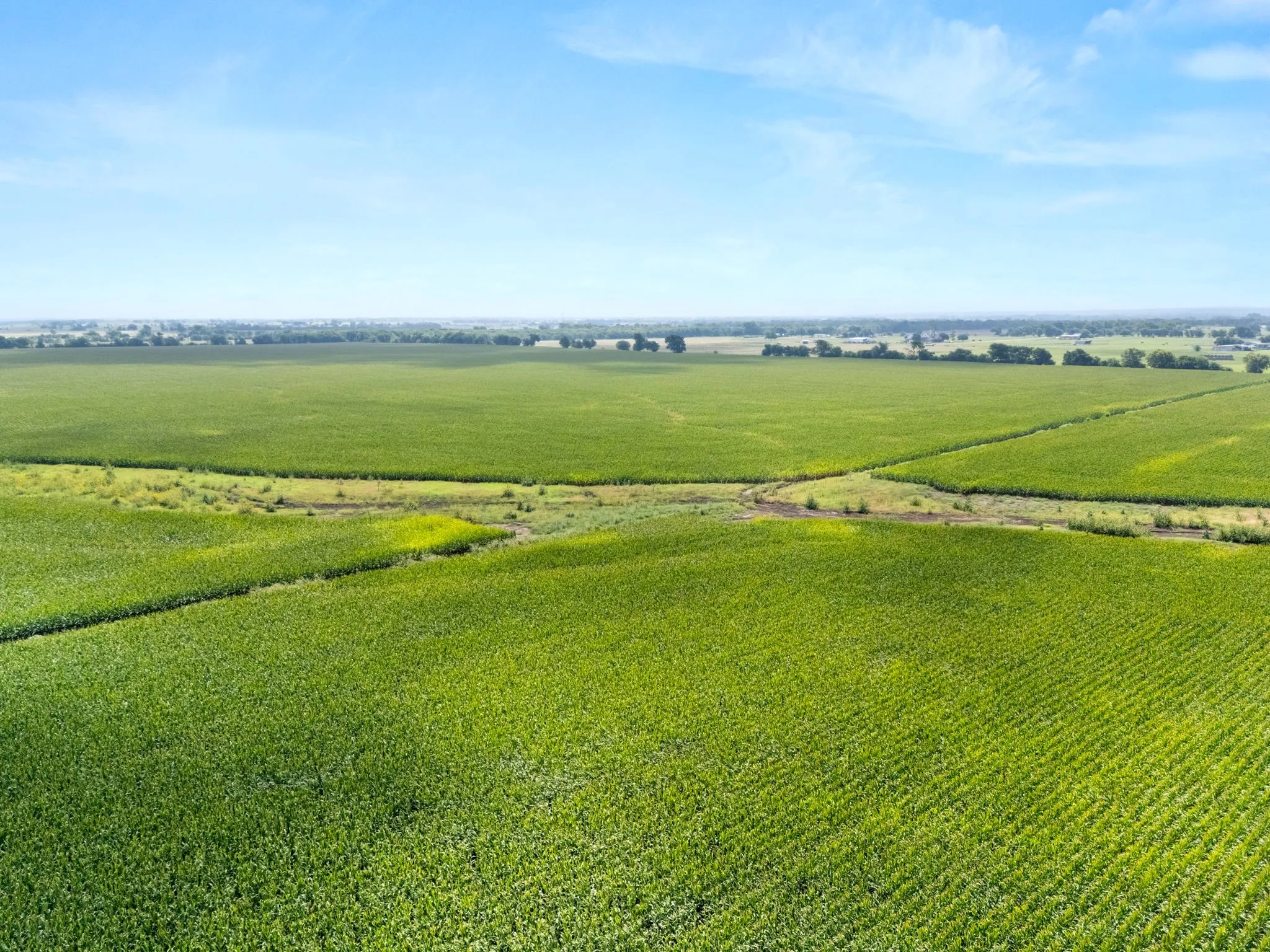 Expansive agricultural land featuring verdant crops under a clear sky
