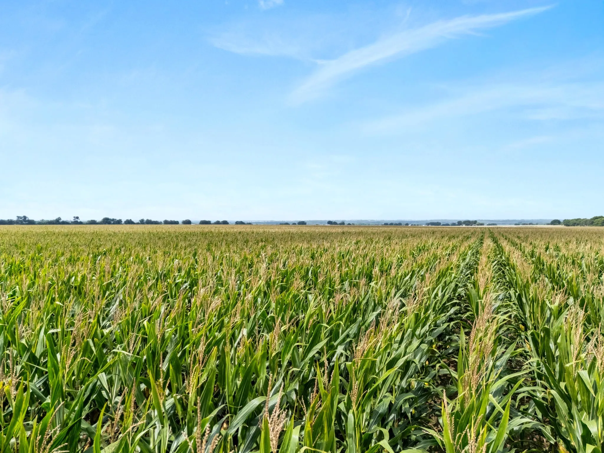 Expansive agricultural land featuring cultivated rows of green crops under a clear sky