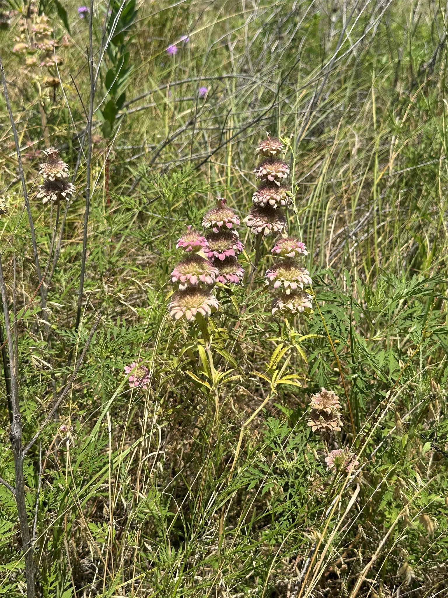 Wildflowers on property