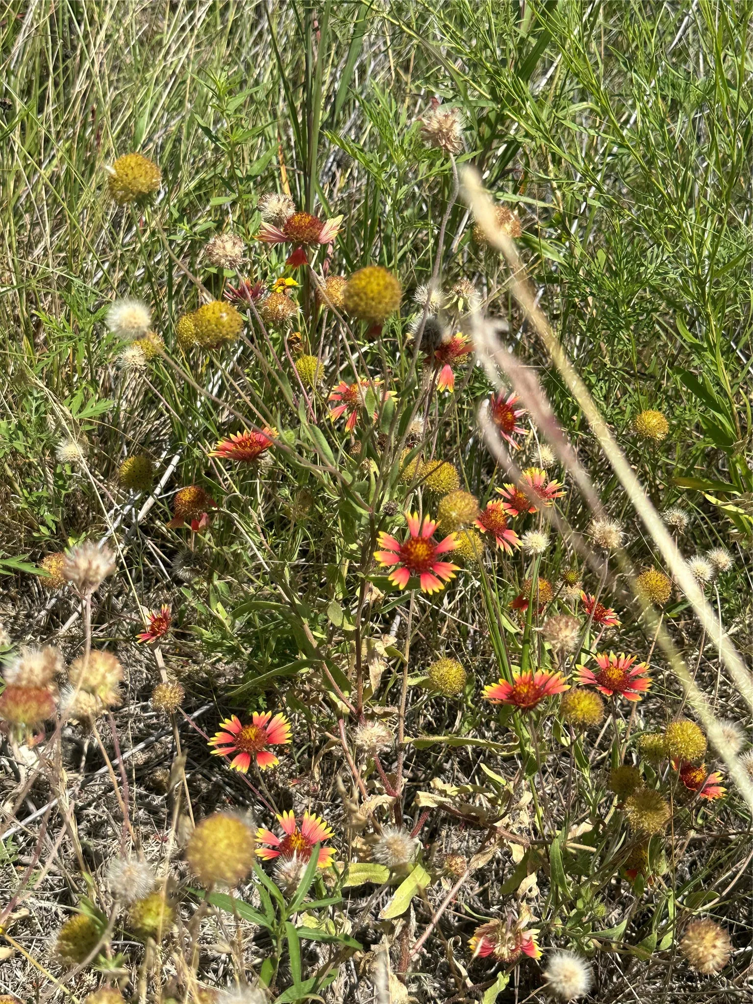 Wildflowers on property