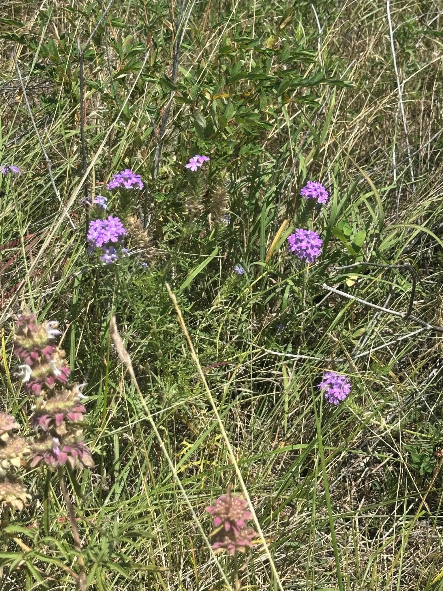 Wildflowers on property