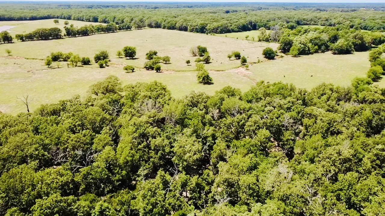 Expansive natural landscape featuring lush green fields and dense mature tree lines