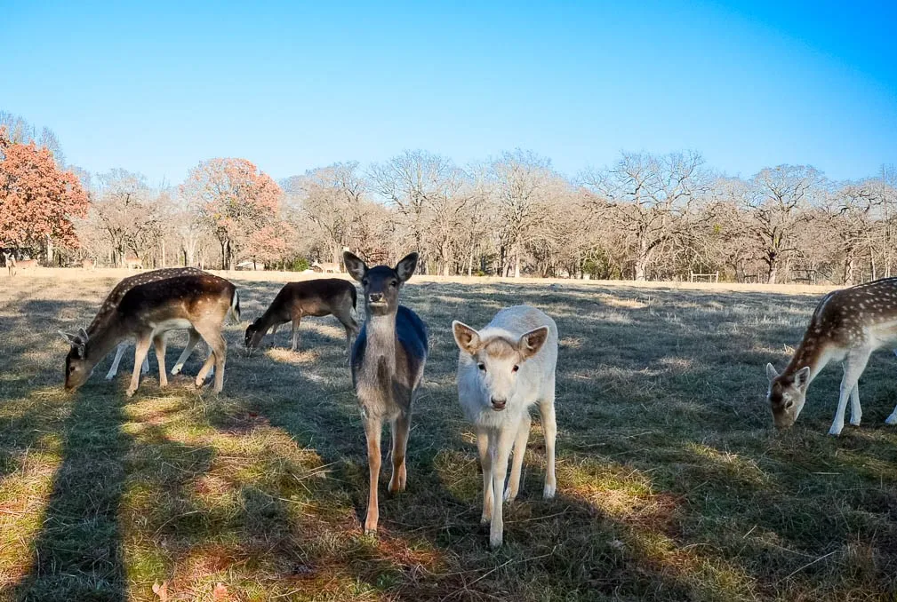 Unimproved Land For Sale in Freestone County , Lot 81 Appomattox, Streetman, Texas 75859, 0, 0, Garage spaces, 0 Sqft, built in 0, Price $495,000, mls#21307541, Real Estate Agent in Streetman, Homes For Sale in Freestone county, Homes For Sale in Streetman, Realtor in Streetman Texas, Real Estate Brokerage Independent Realty Texas, Luminita Cordes Realtor