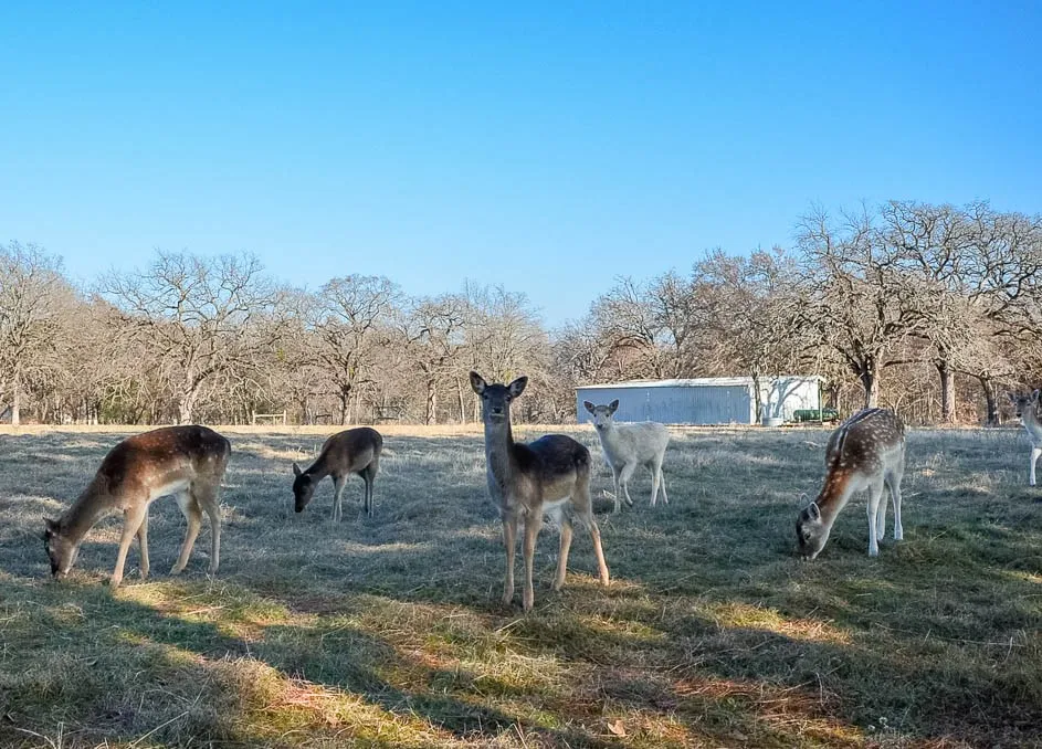 Unimproved Land For Sale in Freestone County , Lot 81 Appomattox, Streetman, Texas 75859, 0, 0, Garage spaces, 0 Sqft, built in 0, Price $495,000, mls#21307541, Real Estate Agent in Streetman, Homes For Sale in Freestone county, Homes For Sale in Streetman, Realtor in Streetman Texas, Real Estate Brokerage Independent Realty Texas, Luminita Cordes Realtor