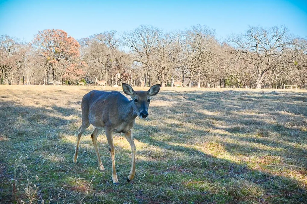 Unimproved Land For Sale in Freestone County , Lot 81 Appomattox, Streetman, Texas 75859, 0, 0, Garage spaces, 0 Sqft, built in 0, Price $495,000, mls#21307541, Real Estate Agent in Streetman, Homes For Sale in Freestone county, Homes For Sale in Streetman, Realtor in Streetman Texas, Real Estate Brokerage Independent Realty Texas, Luminita Cordes Realtor