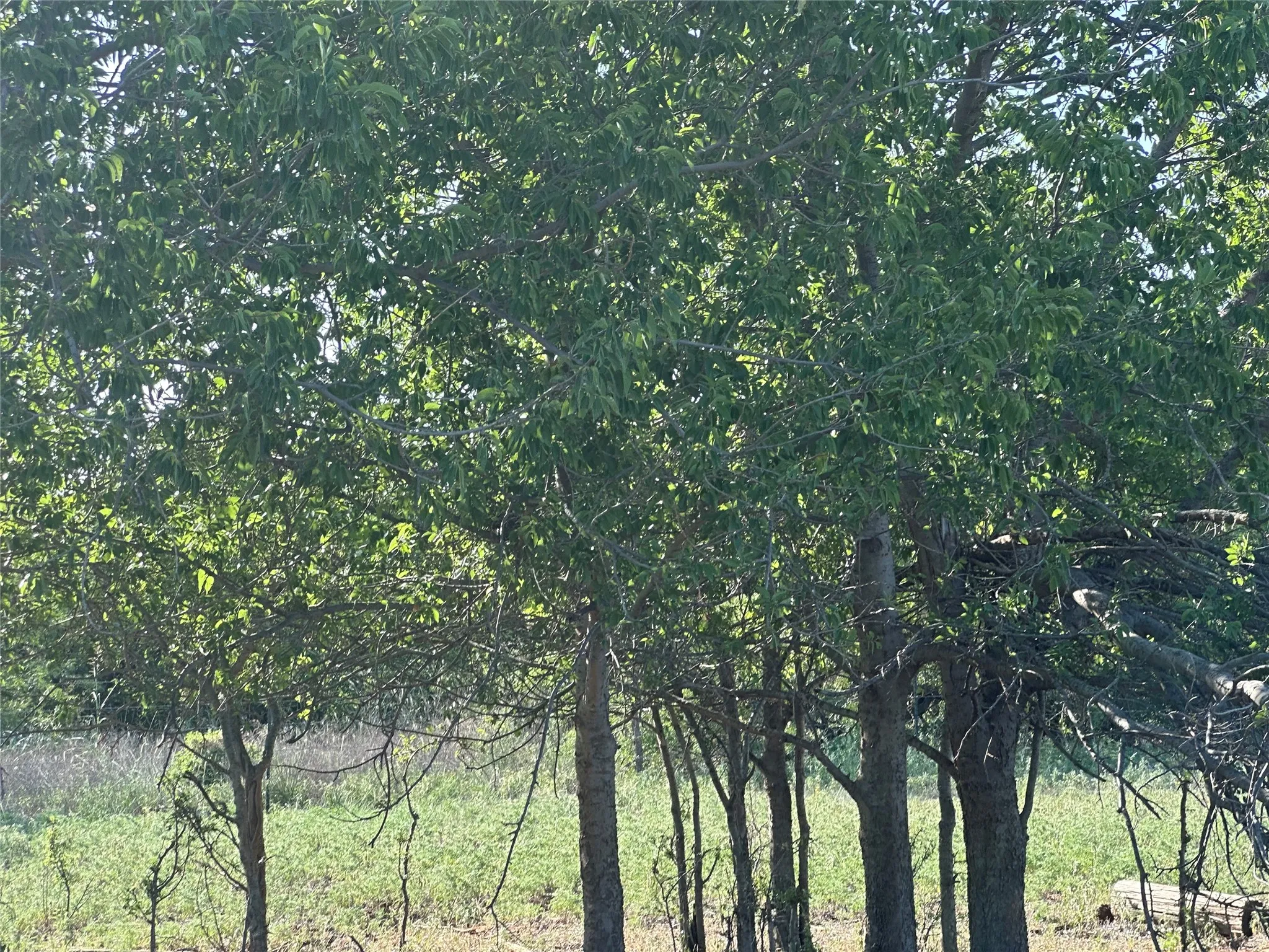 Improved Land For Sale in Knox County , 332 SW Railroad Ave, Knox City, Texas 79529, 0, 0, Garage spaces, 0 Sqft, built in 0, mls#21319761, Real Estate Agent in Knox City, Homes For Sale in Knox county, Homes For Sale in Knox City, Realtor in Knox City Texas, Real Estate Brokerage Independent Realty Texas, Luminita Cordes Realtor