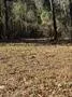 Unimproved Land For Sale in Wood County , 310 Private Road 8570, Winnsboro, Texas 75494, 0, 0, Garage spaces, 0 Sqft, built in 0, mls#21319762, Real Estate Agent in Winnsboro, Homes For Sale in Wood county, Homes For Sale in Winnsboro, Realtor in Winnsboro Texas, Real Estate Brokerage Independent Realty Texas, Luminita Cordes Realtor