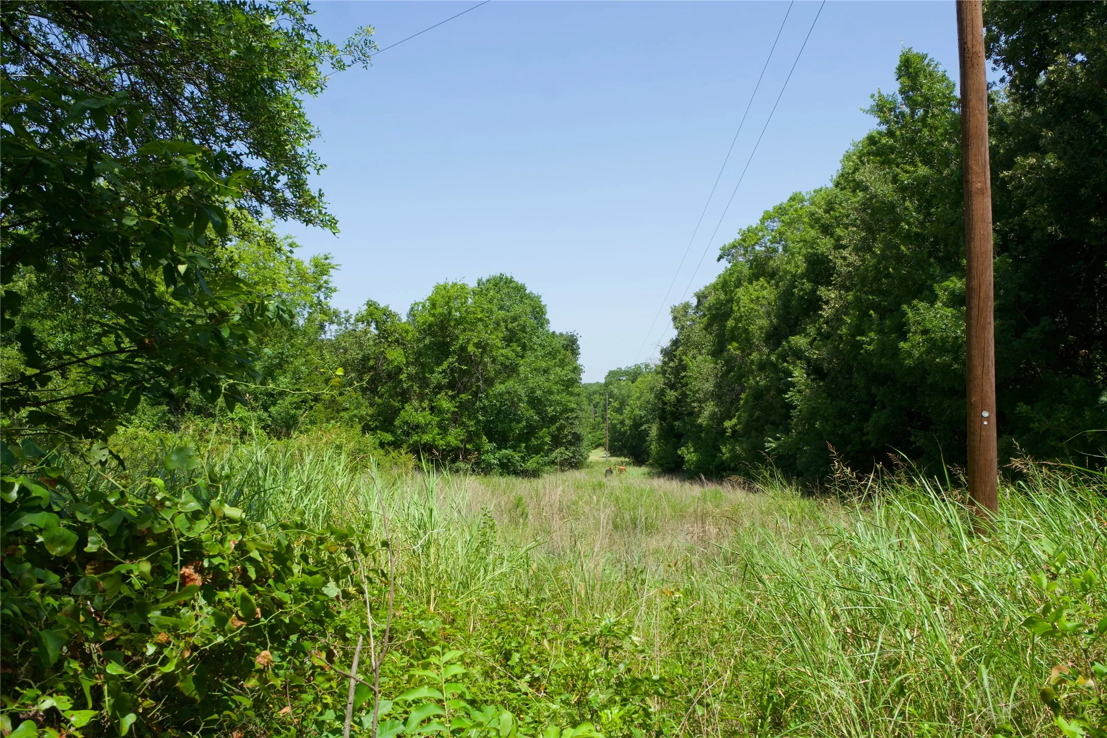 Unimproved Land For Sale in Montague County , 2492 FM 922, Forestburg, Texas 76239, 0, 0, Garage spaces, 0 Sqft, built in 0, mls#21309881, Real Estate Agent in Forestburg, Homes For Sale in Montague county, Homes For Sale in Forestburg, Realtor in Forestburg Texas, Real Estate Brokerage Independent Realty Texas, Luminita Cordes Realtor