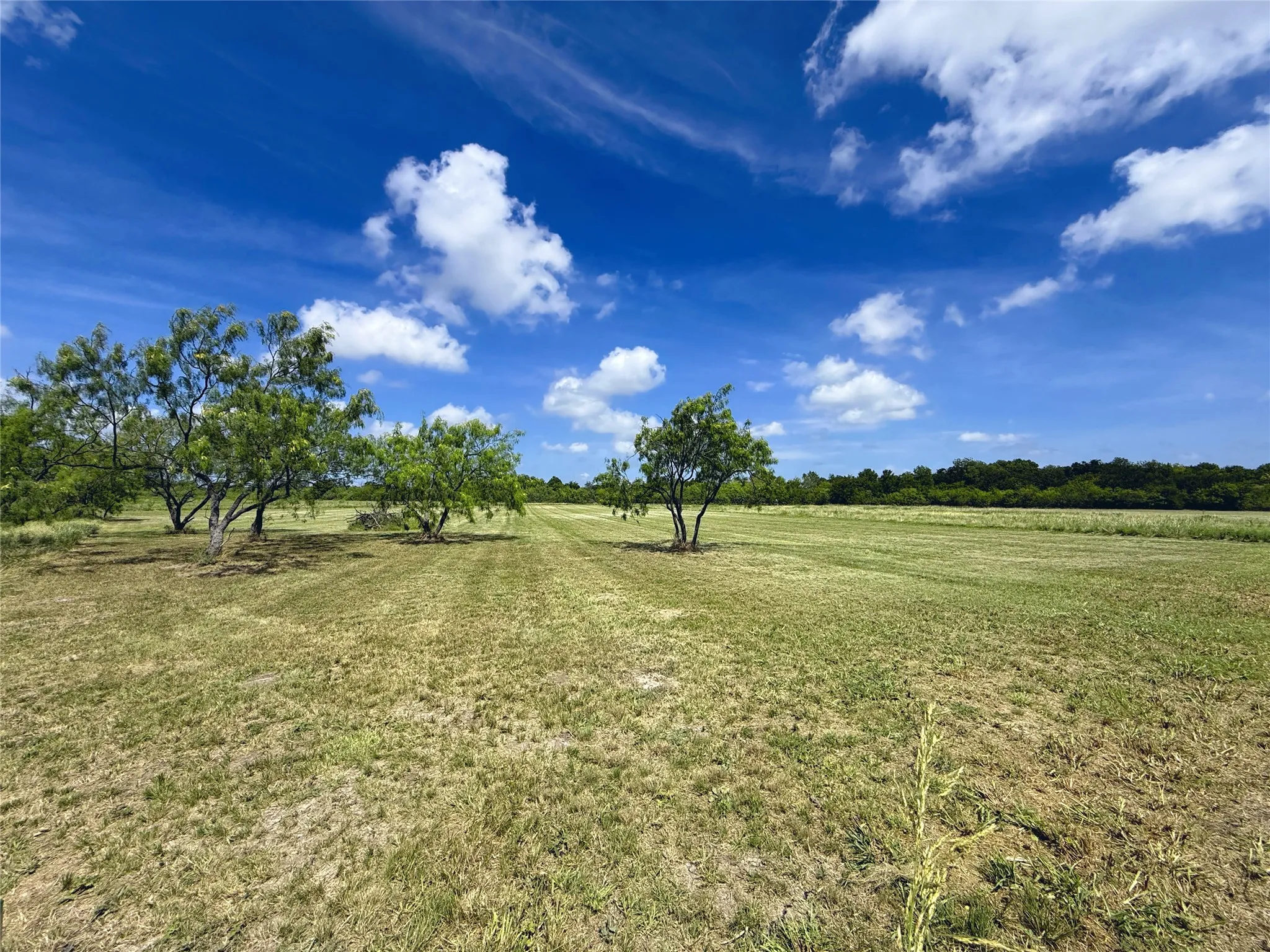 Native shade trees enhance the landscape while preserving expansive space for your future home.