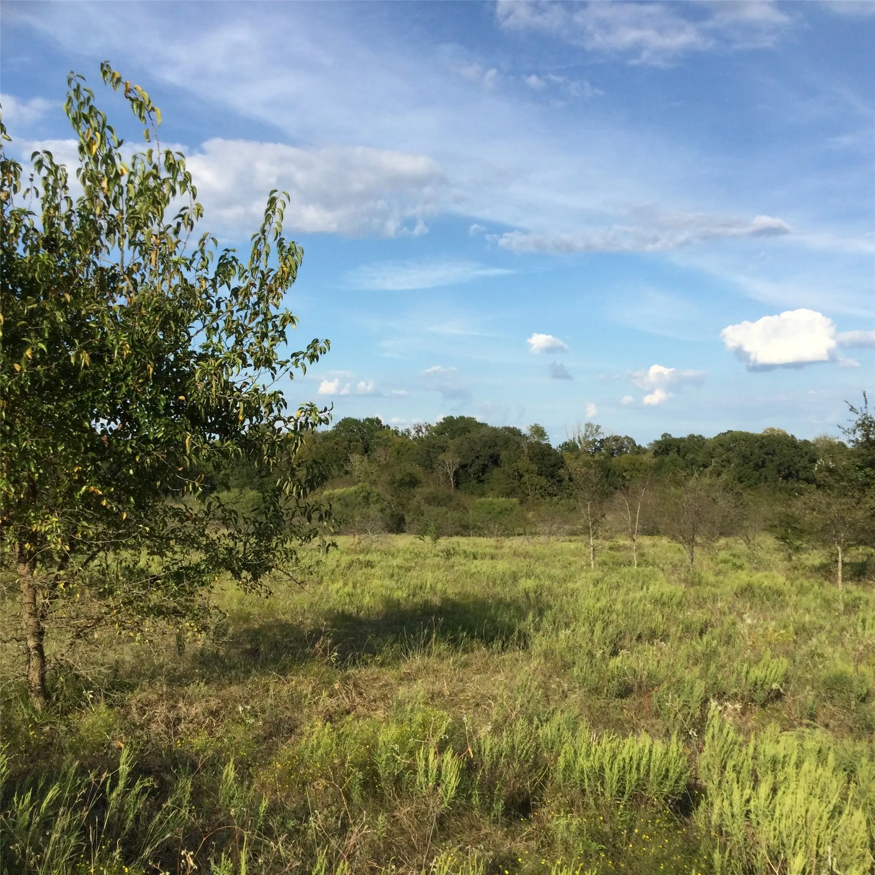 Unimproved Land For Sale in Navarro County , 1821 State Highway 309, Kerens, Texas 75144, 0, 0, Garage spaces, 0 Sqft, built in 0, Price $409,000, mls#21319888, Real Estate Agent in Kerens, Homes For Sale in Navarro county, Homes For Sale in Kerens, Realtor in Kerens Texas, Real Estate Brokerage Independent Realty Texas, Luminita Cordes Realtor