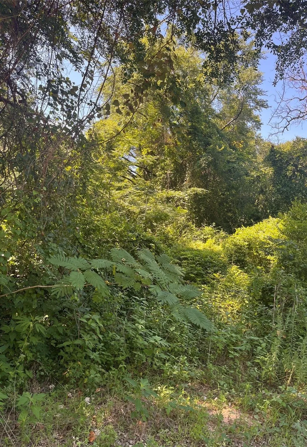 Unimproved Land For Sale in Henderson County , 0 Ponderosa Drive, Eustace, Texas 75124, 0, 0, Garage spaces, 0 Sqft, built in 0, Price $19,900, mls#21319873, Real Estate Agent in Eustace, Homes For Sale in Henderson county, Homes For Sale in Eustace, Realtor in Eustace Texas, Real Estate Brokerage Independent Realty Texas, Luminita Cordes Realtor