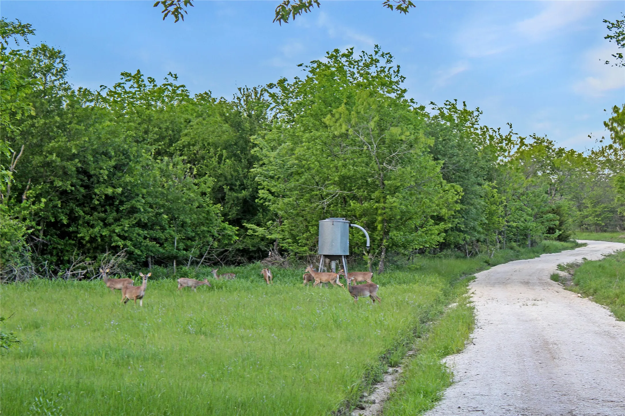 Expansive natural landscape featuring a gravel driveway, mature trees, and a lush green meadow