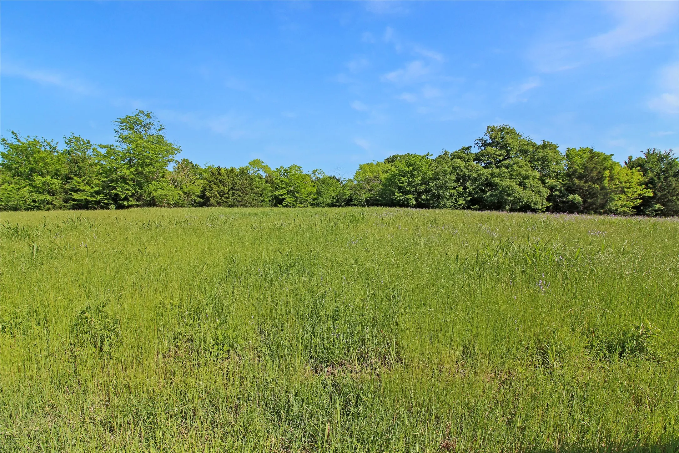 Expansive open field featuring natural grasses and perimeter tree line
