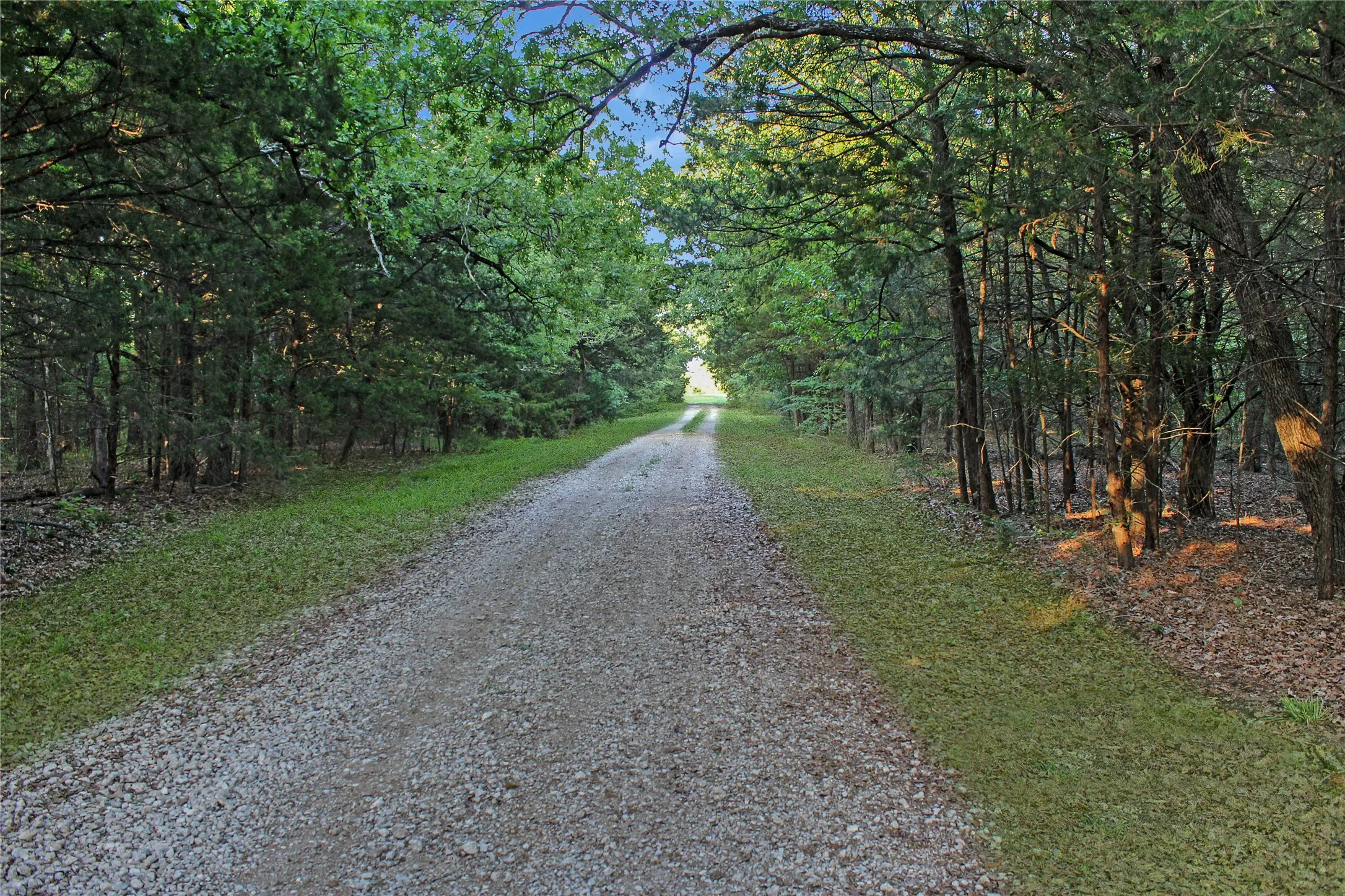 Gravel drive framed by mature trees and natural foliage