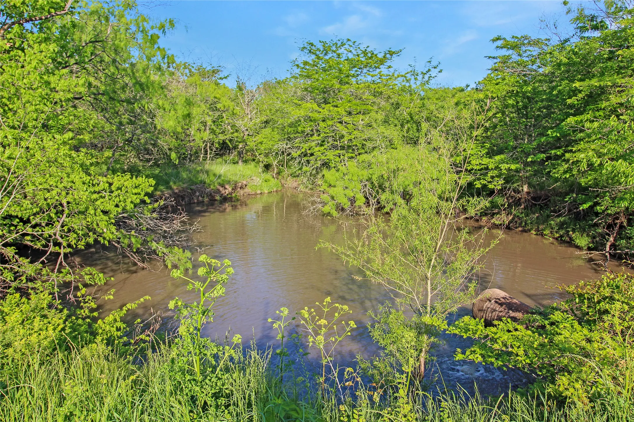 Natural water feature surrounded by lush, mature trees and green foliage