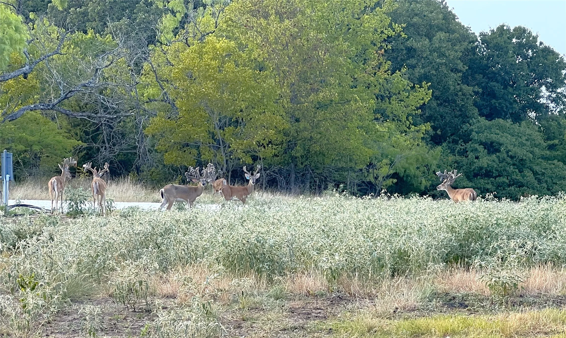 Ranch For Sale in Kaufman County , 7304 Shady Lane, Scurry, Texas 75158, 0, 0, Garage spaces, 0 Sqft, built in 2012, mls#21320102, Real Estate Agent in Scurry, Homes For Sale in Kaufman county, Homes For Sale in Scurry, Realtor in Scurry Texas, Real Estate Brokerage Independent Realty Texas, Luminita Cordes Realtor