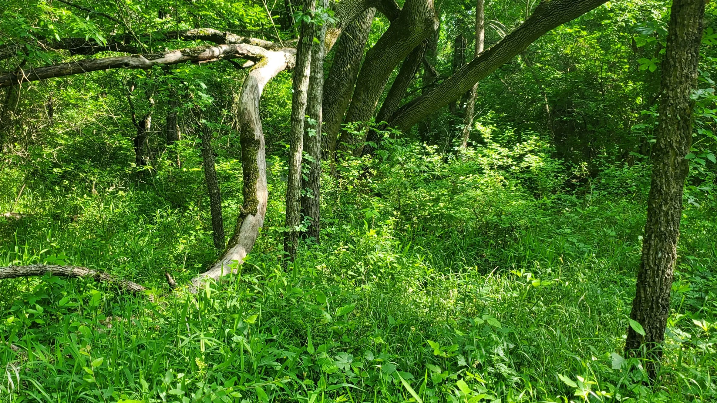 Unimproved Land For Sale in Hunt County , 9999 Private Road 1194, Celeste, Texas 75423, 0, 0, Garage spaces, 0 Sqft, built in 0, Price $175,000, mls#21298952, Real Estate Agent in Celeste, Homes For Sale in Hunt county, Homes For Sale in Celeste, Realtor in Celeste Texas, Real Estate Brokerage Independent Realty Texas, Luminita Cordes Realtor
