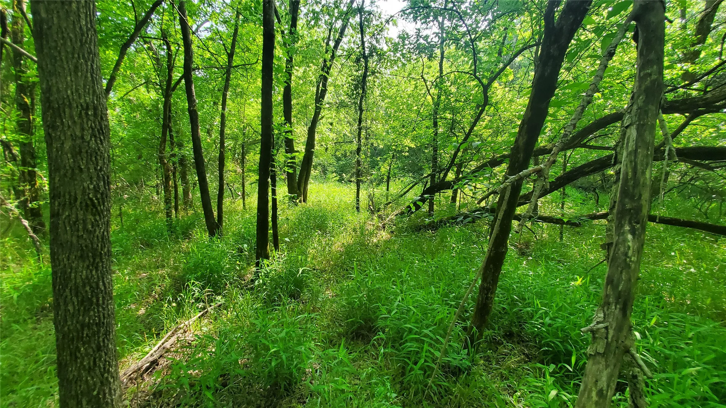 Unimproved Land For Sale in Hunt County , 9999 Private Road 1194, Celeste, Texas 75423, 0, 0, Garage spaces, 0 Sqft, built in 0, Price $175,000, mls#21298952, Real Estate Agent in Celeste, Homes For Sale in Hunt county, Homes For Sale in Celeste, Realtor in Celeste Texas, Real Estate Brokerage Independent Realty Texas, Luminita Cordes Realtor