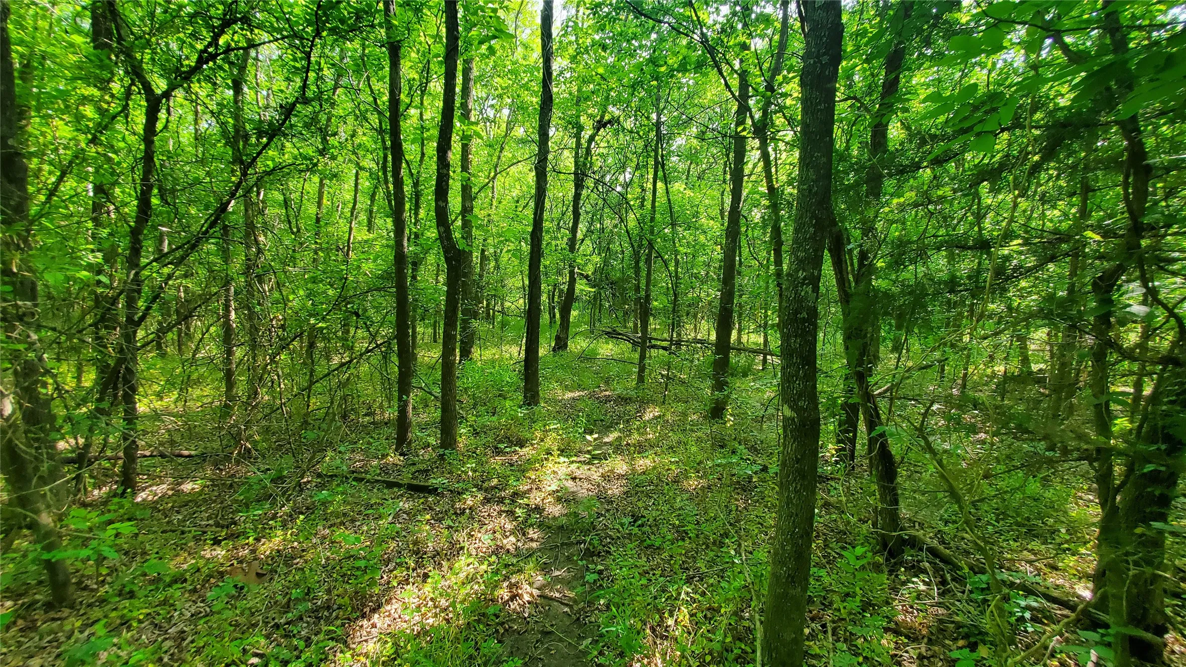 Unimproved Land For Sale in Hunt County , 9999 Private Road 1194, Celeste, Texas 75423, 0, 0, Garage spaces, 0 Sqft, built in 0, Price $175,000, mls#21298952, Real Estate Agent in Celeste, Homes For Sale in Hunt county, Homes For Sale in Celeste, Realtor in Celeste Texas, Real Estate Brokerage Independent Realty Texas, Luminita Cordes Realtor