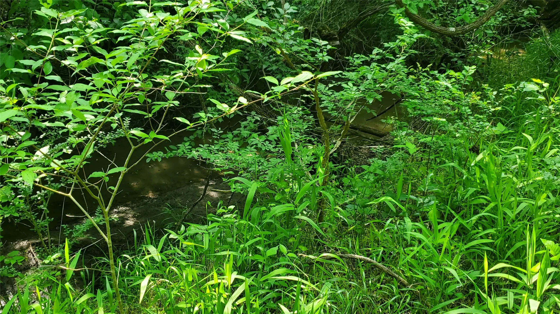 Unimproved Land For Sale in Hunt County , 9999 Private Road 1194, Celeste, Texas 75423, 0, 0, Garage spaces, 0 Sqft, built in 0, Price $175,000, mls#21298952, Real Estate Agent in Celeste, Homes For Sale in Hunt county, Homes For Sale in Celeste, Realtor in Celeste Texas, Real Estate Brokerage Independent Realty Texas, Luminita Cordes Realtor