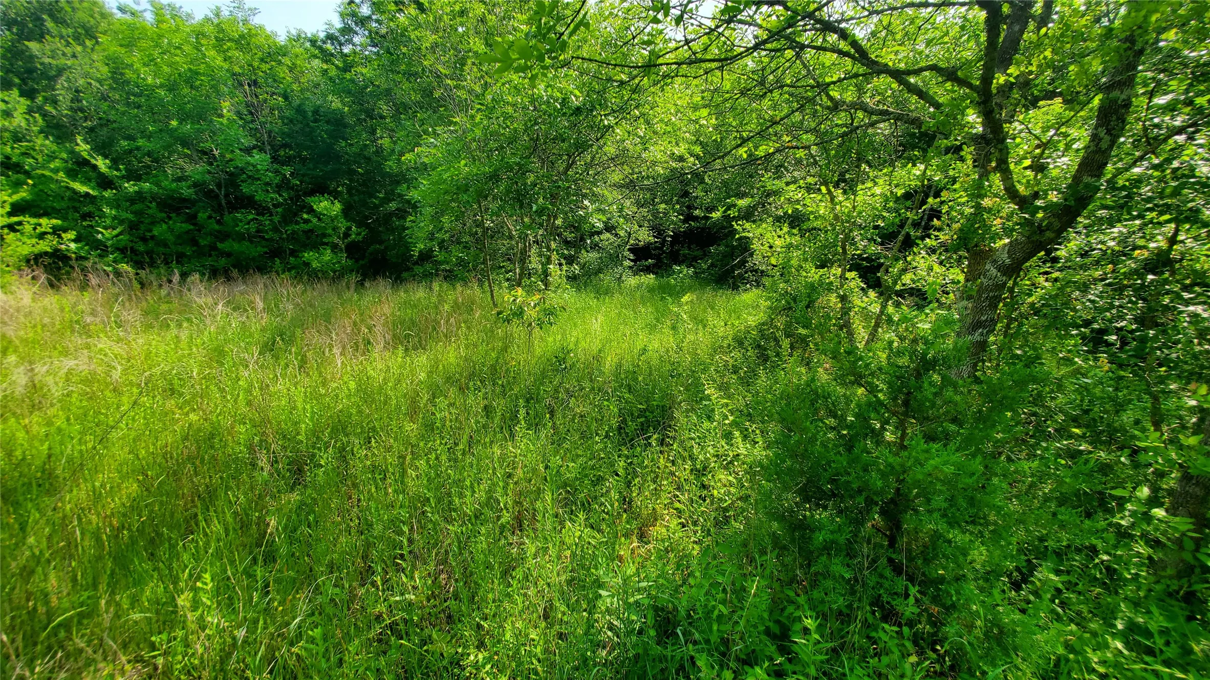 Unimproved Land For Sale in Hunt County , 9999 Private Road 1194, Celeste, Texas 75423, 0, 0, Garage spaces, 0 Sqft, built in 0, Price $175,000, mls#21298952, Real Estate Agent in Celeste, Homes For Sale in Hunt county, Homes For Sale in Celeste, Realtor in Celeste Texas, Real Estate Brokerage Independent Realty Texas, Luminita Cordes Realtor