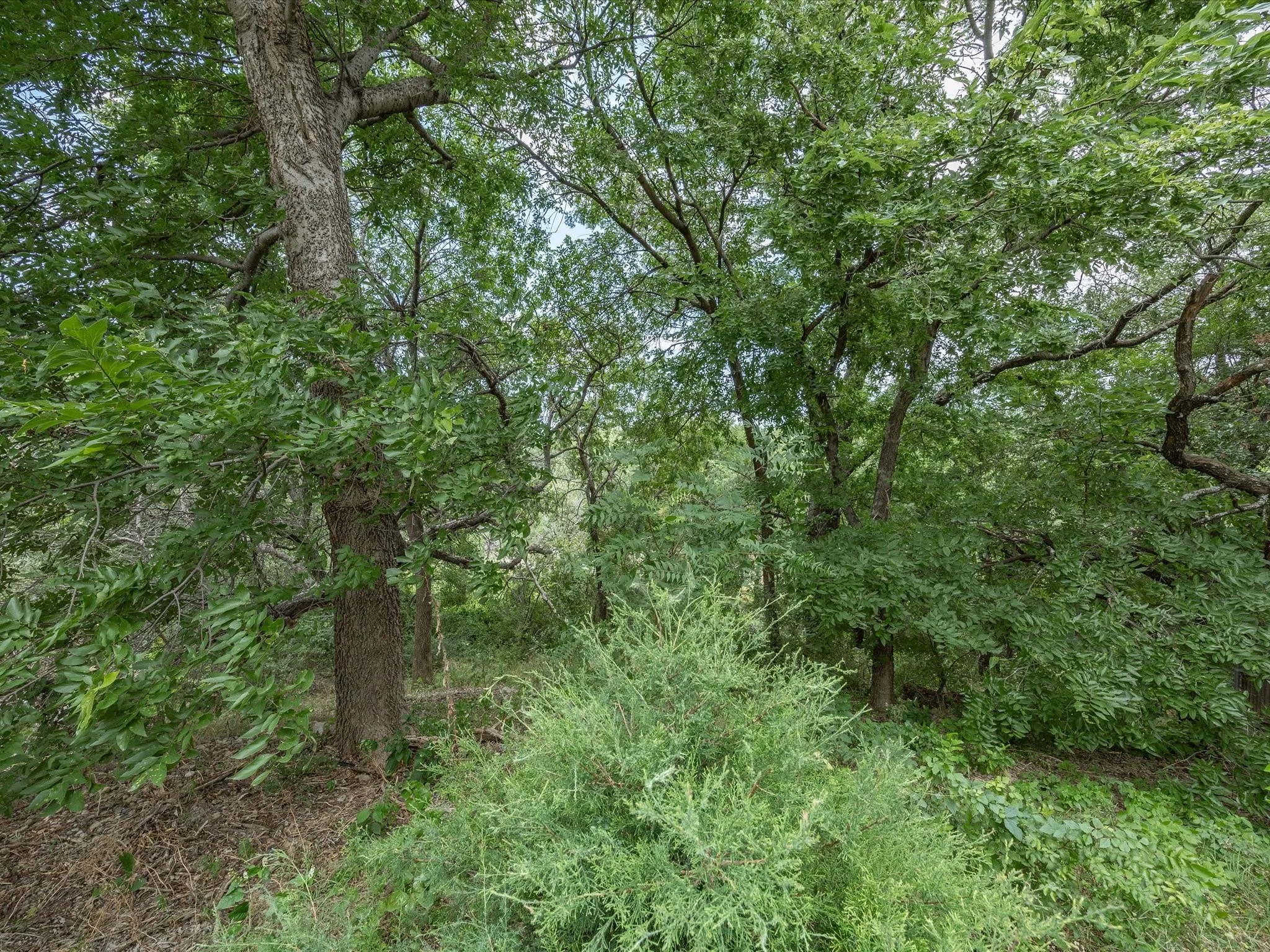 Mature trees and dense foliage create a natural, wooded setting