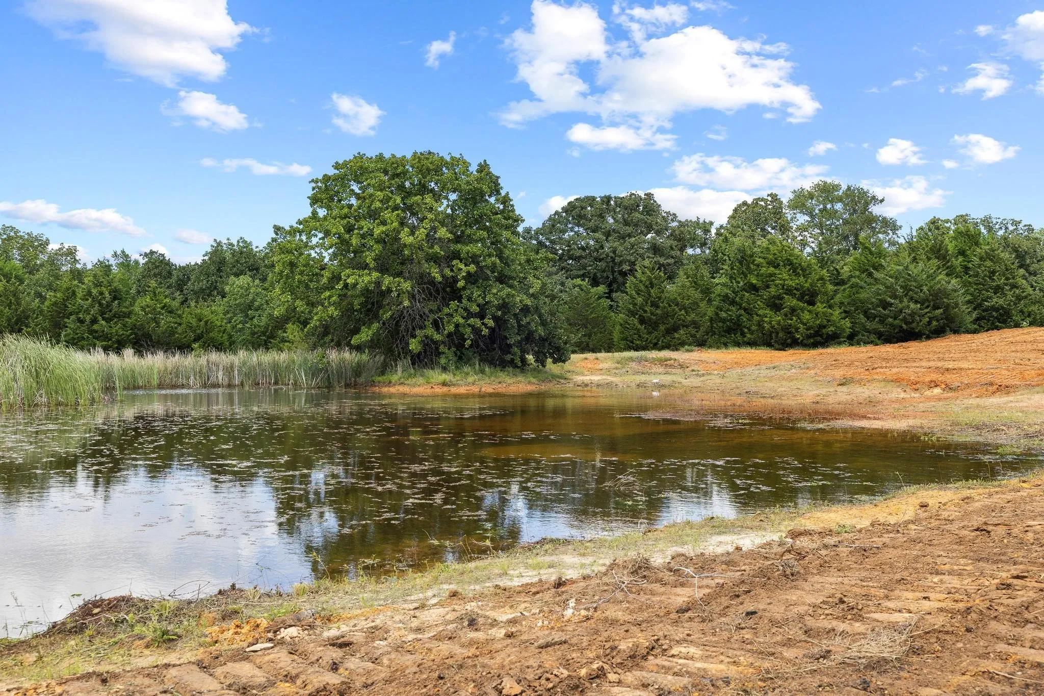 Natural pond with established reeds and surrounding mature trees