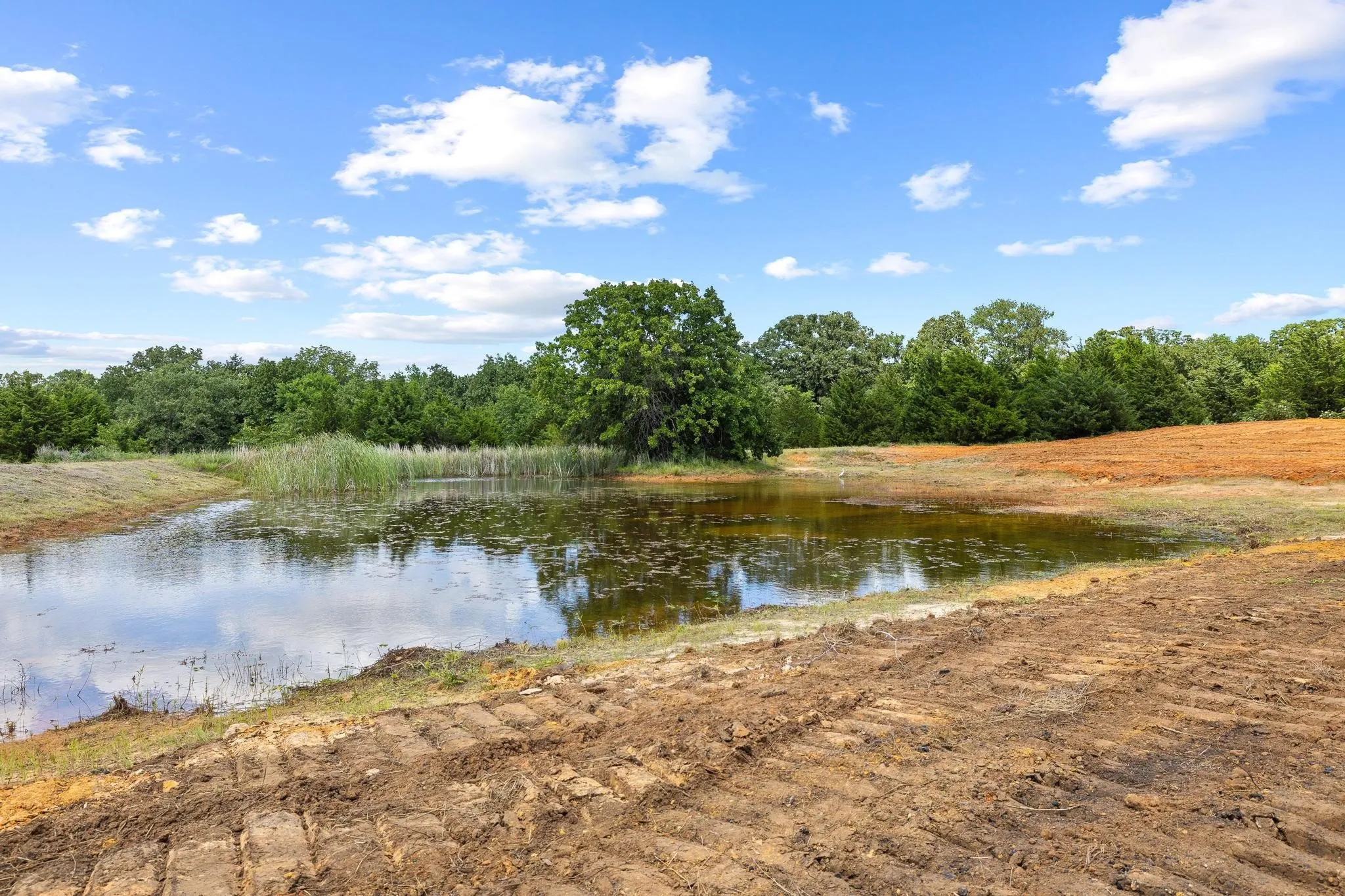 Natural pond with reedy banks