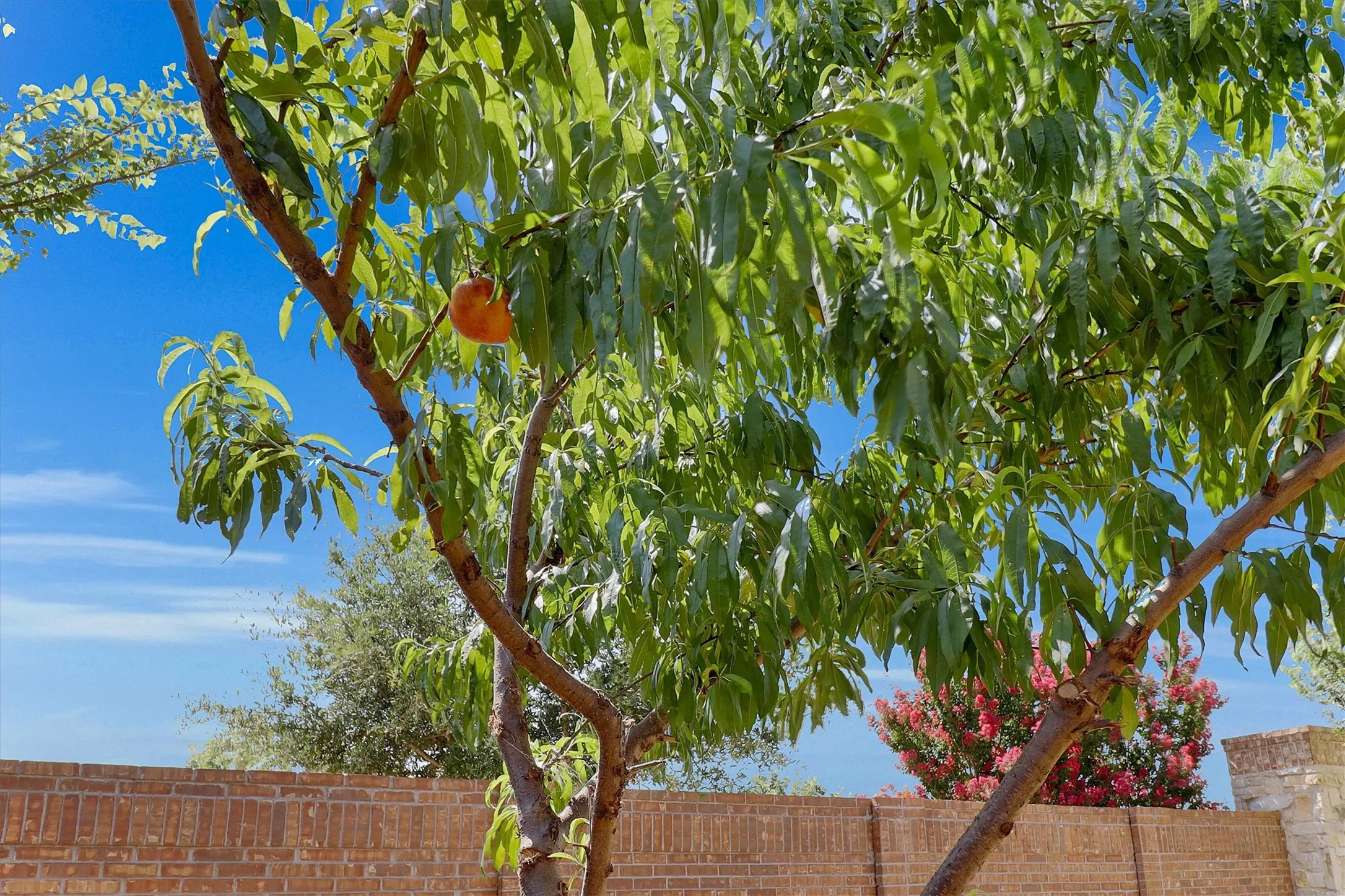 Mature fruit-bearing tree with abundant green foliage, featuring a single peach