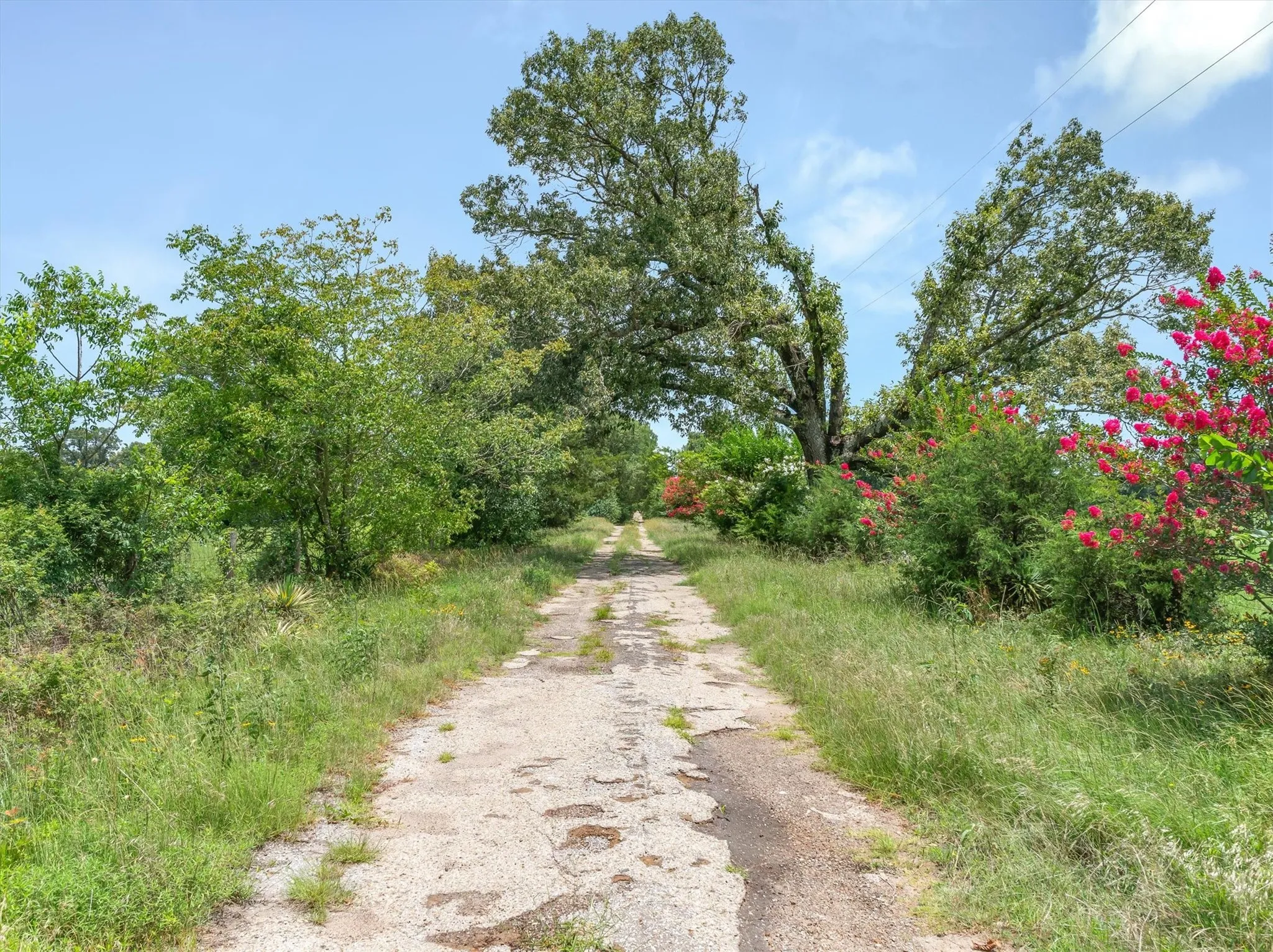 Paved private driveway surrounded by lush greenery and mature trees