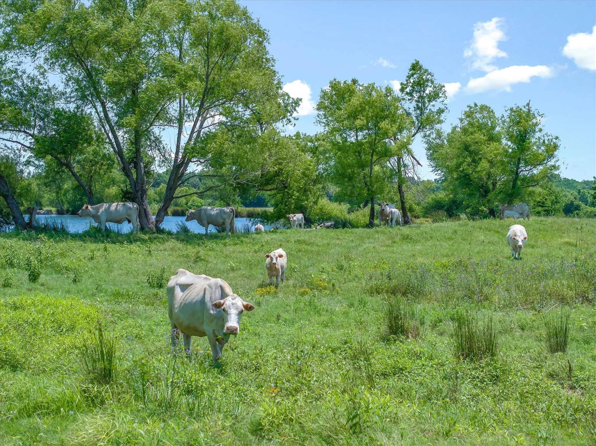 Ranch For Sale in Van Zandt County , 3300 Vz County Road 1903, Edgewood, Texas 75117, 0, 0, Garage spaces, 0 Sqft, built in 1975, Price $4,500,000, mls#21303315, Real Estate Agent in Edgewood, Homes For Sale in Van Zandt county, Homes For Sale in Edgewood, Realtor in Edgewood Texas, Real Estate Brokerage Independent Realty Texas, Luminita Cordes Realtor