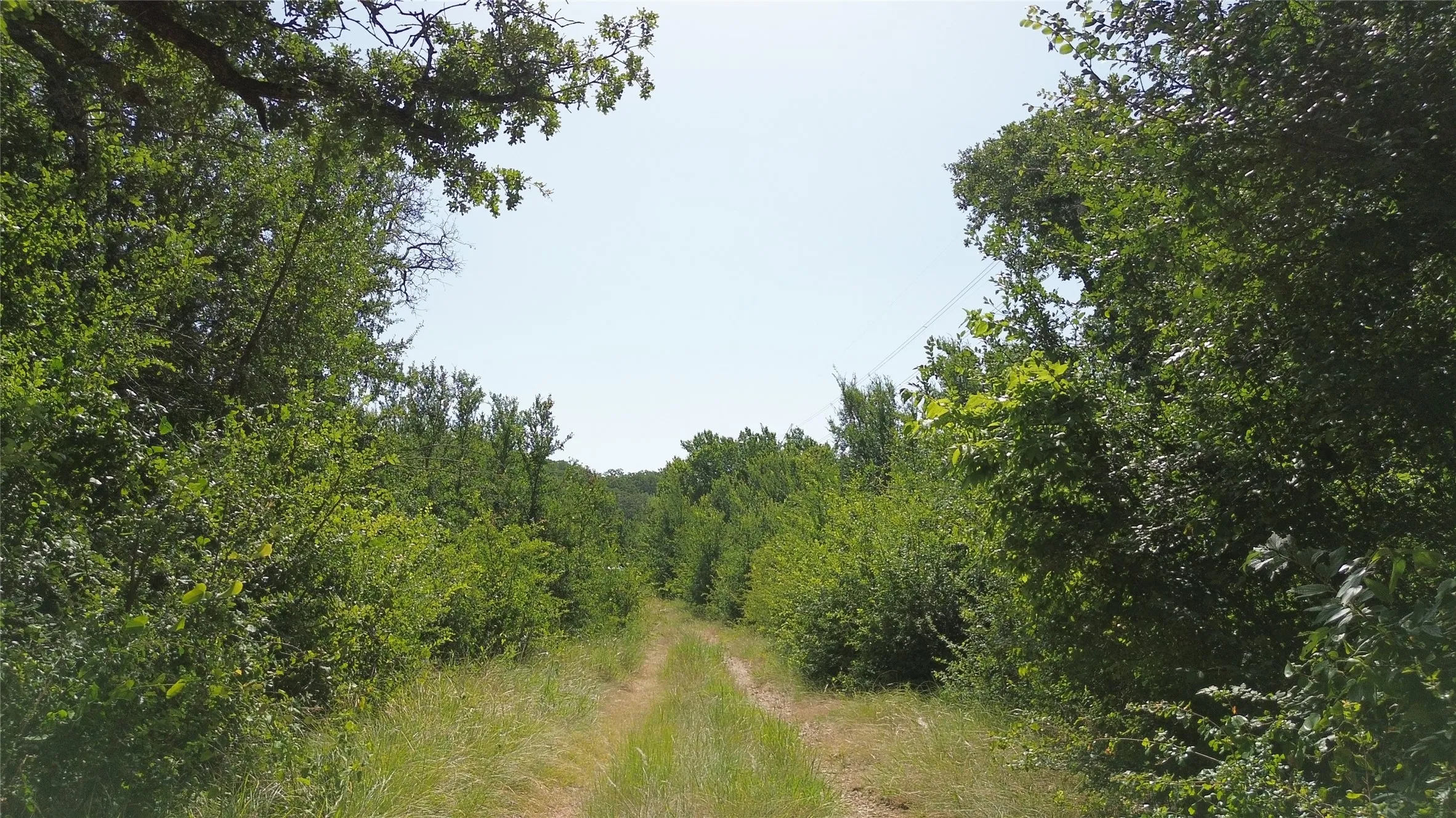 Wooded property featuring a grassy path and dense tree coverage