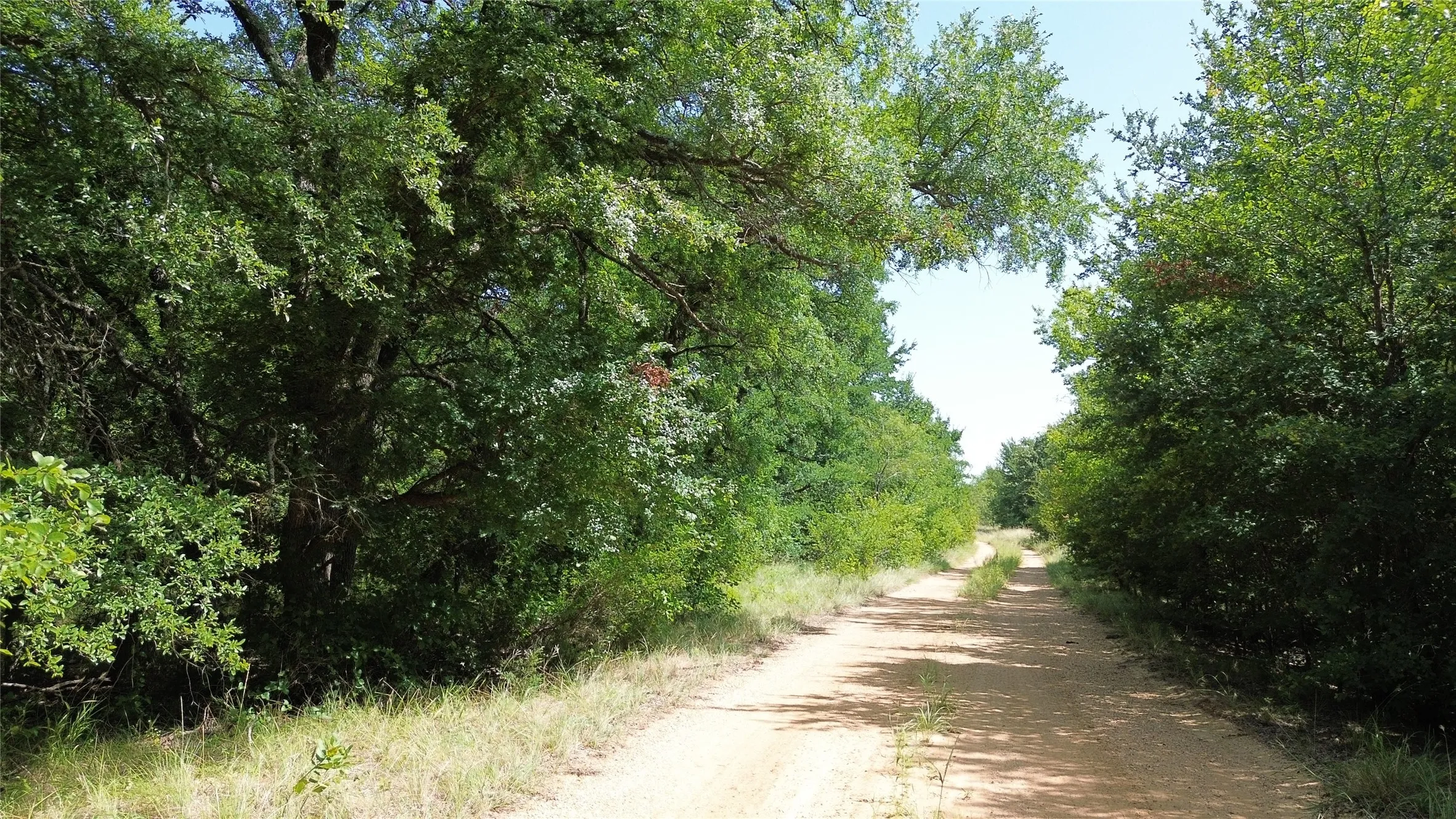 Gravel pathway surrounded by dense green foliage