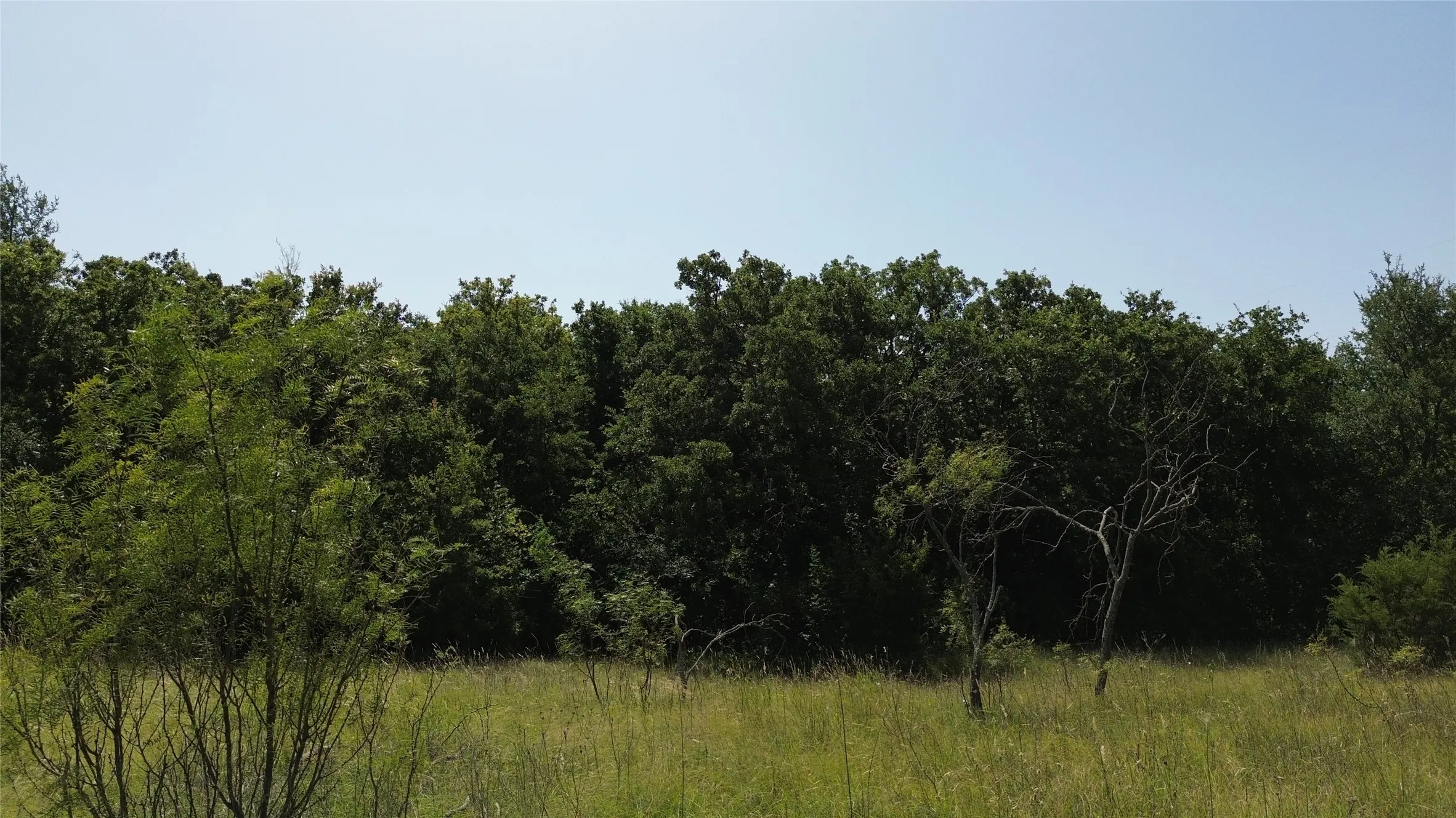Expansive natural landscape featuring a broad field of green and yellow grasses bordered by a dense tree line