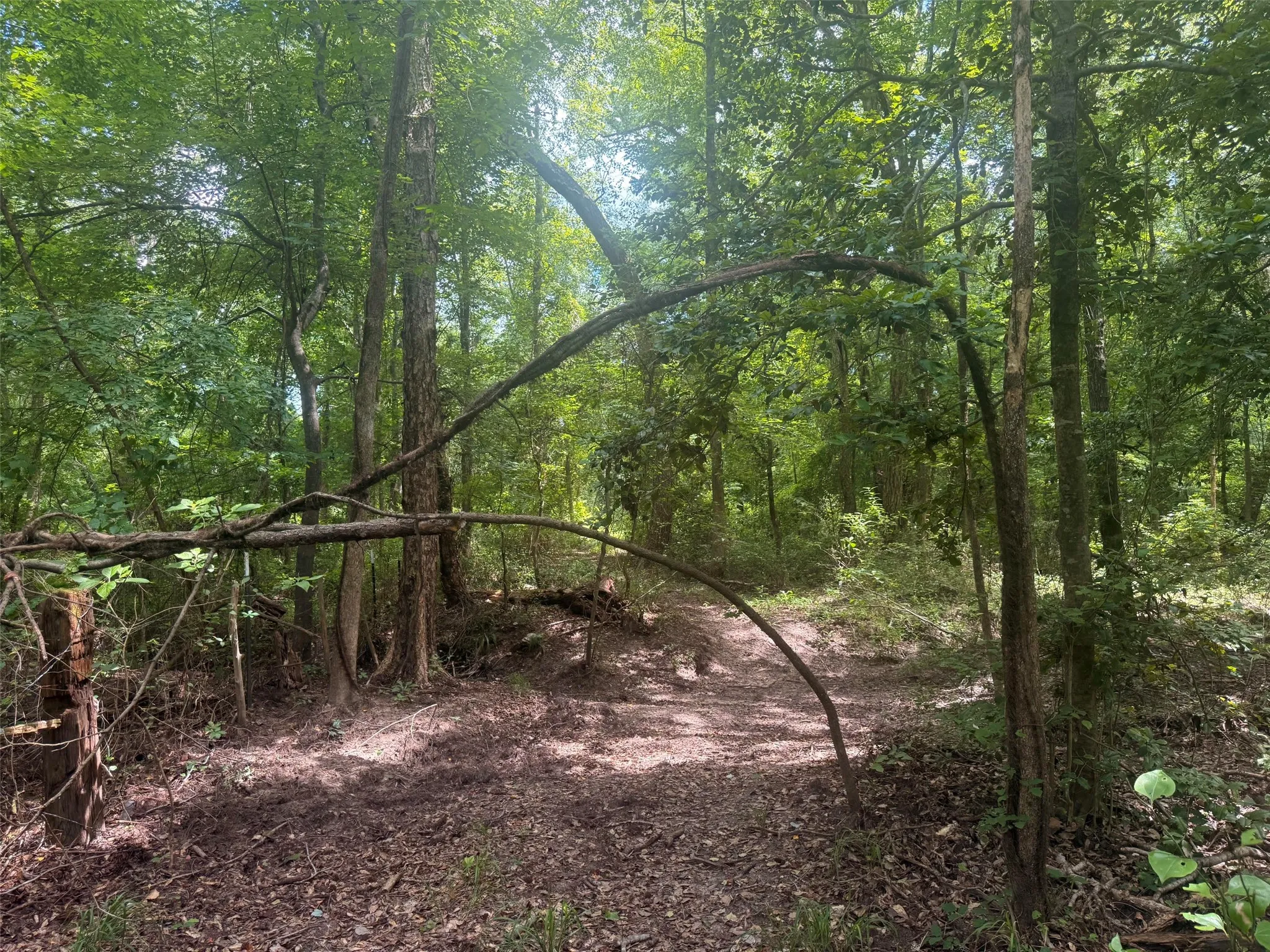 Farm For Sale in Henderson County , 5767 Fm 2339, Murchison, Texas 75778, 3 Bedrooms, 1 Bathroom, 2 Garage spaces, 1,800 Sqft, built in 0, Price $1,600,000, mls#21321219, Real Estate Agent in Murchison, Homes For Sale in Henderson county, Homes For Sale in Murchison, Realtor in Murchison Texas, Real Estate Brokerage Independent Realty Texas, Luminita Cordes Realtor