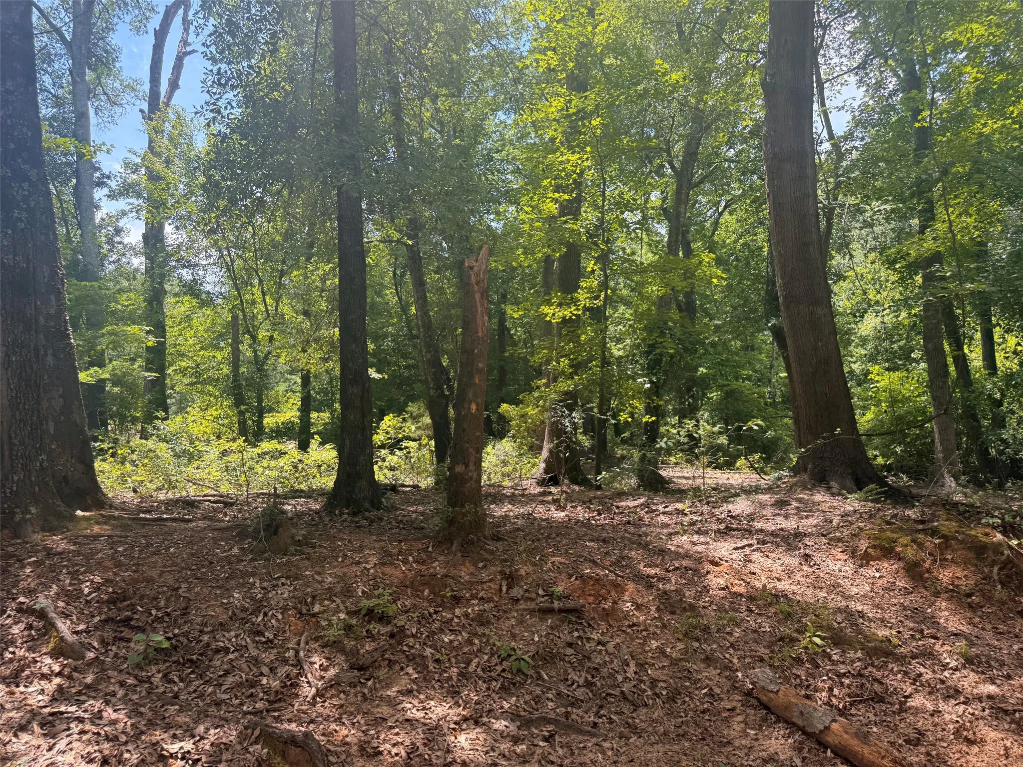 Farm For Sale in Henderson County , 5767 Fm 2339, Murchison, Texas 75778, 3 Bedrooms, 1 Bathroom, 2 Garage spaces, 1,800 Sqft, built in 0, Price $1,600,000, mls#21321219, Real Estate Agent in Murchison, Homes For Sale in Henderson county, Homes For Sale in Murchison, Realtor in Murchison Texas, Real Estate Brokerage Independent Realty Texas, Luminita Cordes Realtor