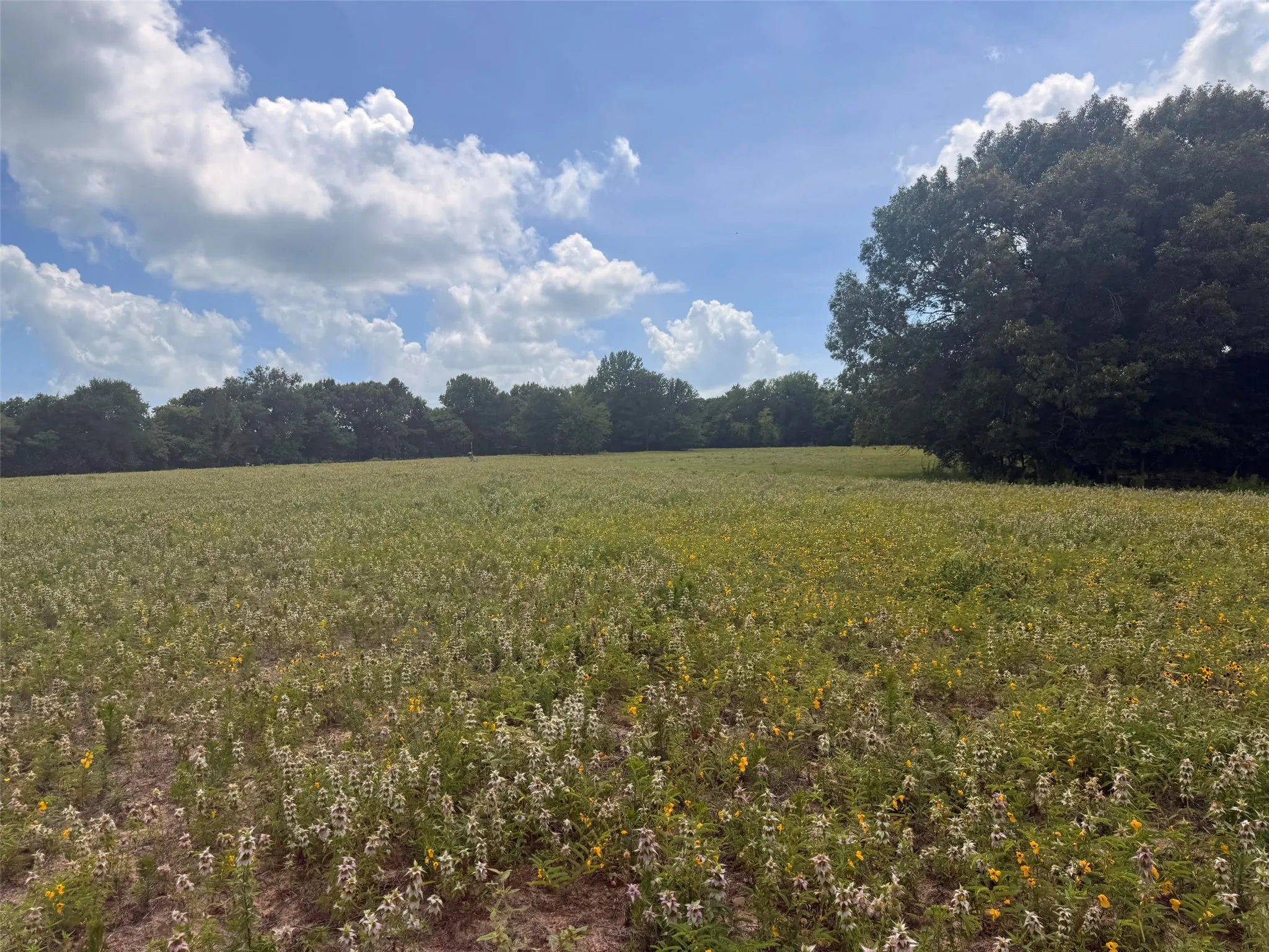 Farm For Sale in Henderson County , 5767 Fm 2339, Murchison, Texas 75778, 3 Bedrooms, 1 Bathroom, 2 Garage spaces, 1,800 Sqft, built in 0, Price $1,600,000, mls#21321219, Real Estate Agent in Murchison, Homes For Sale in Henderson county, Homes For Sale in Murchison, Realtor in Murchison Texas, Real Estate Brokerage Independent Realty Texas, Luminita Cordes Realtor