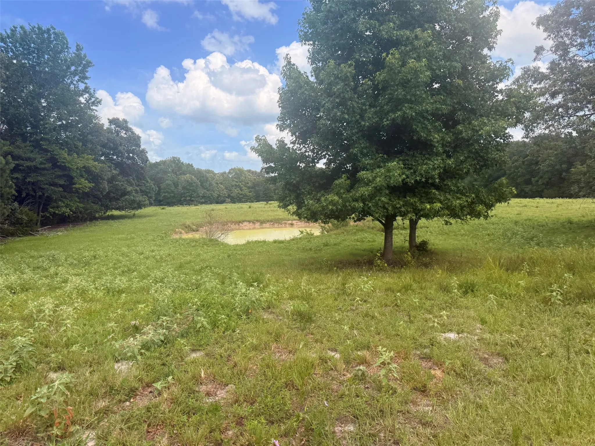 Pond