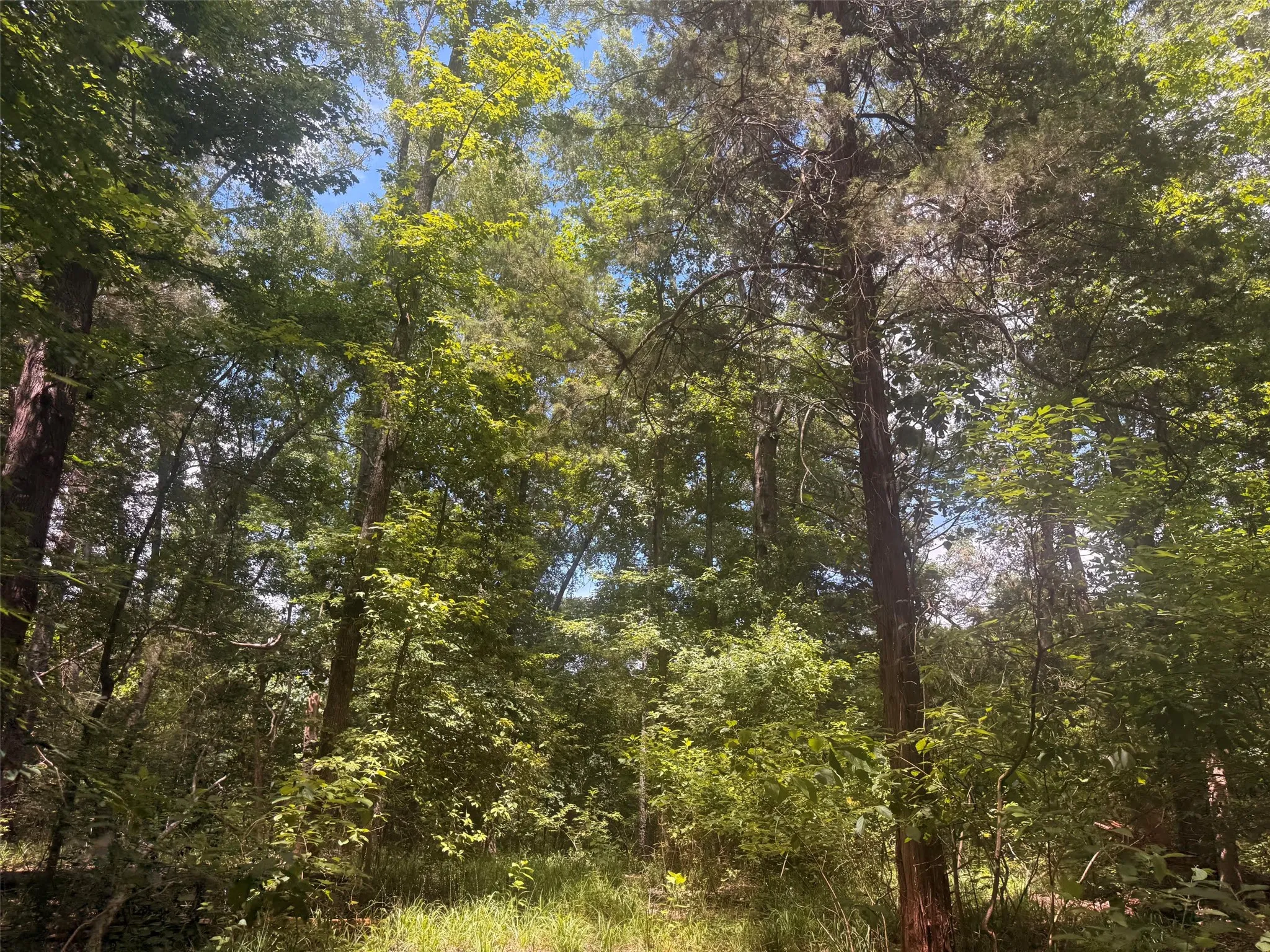 Farm For Sale in Henderson County , 5767 Fm 2339, Murchison, Texas 75778, 3 Bedrooms, 1 Bathroom, 2 Garage spaces, 1,800 Sqft, built in 0, Price $1,600,000, mls#21321219, Real Estate Agent in Murchison, Homes For Sale in Henderson county, Homes For Sale in Murchison, Realtor in Murchison Texas, Real Estate Brokerage Independent Realty Texas, Luminita Cordes Realtor