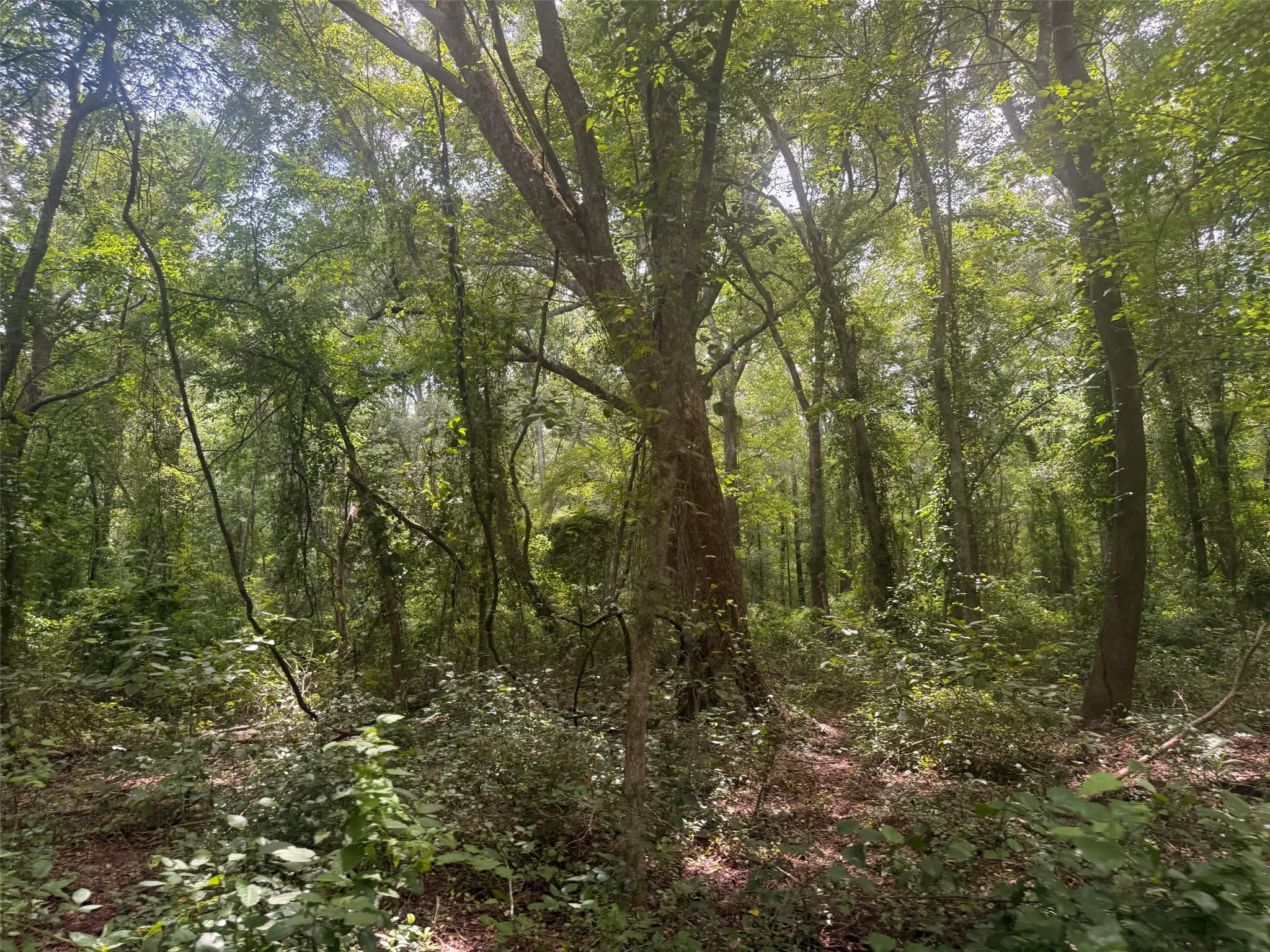 Farm For Sale in Henderson County , 5767 Fm 2339, Murchison, Texas 75778, 3 Bedrooms, 1 Bathroom, 2 Garage spaces, 1,800 Sqft, built in 0, Price $1,600,000, mls#21321219, Real Estate Agent in Murchison, Homes For Sale in Henderson county, Homes For Sale in Murchison, Realtor in Murchison Texas, Real Estate Brokerage Independent Realty Texas, Luminita Cordes Realtor