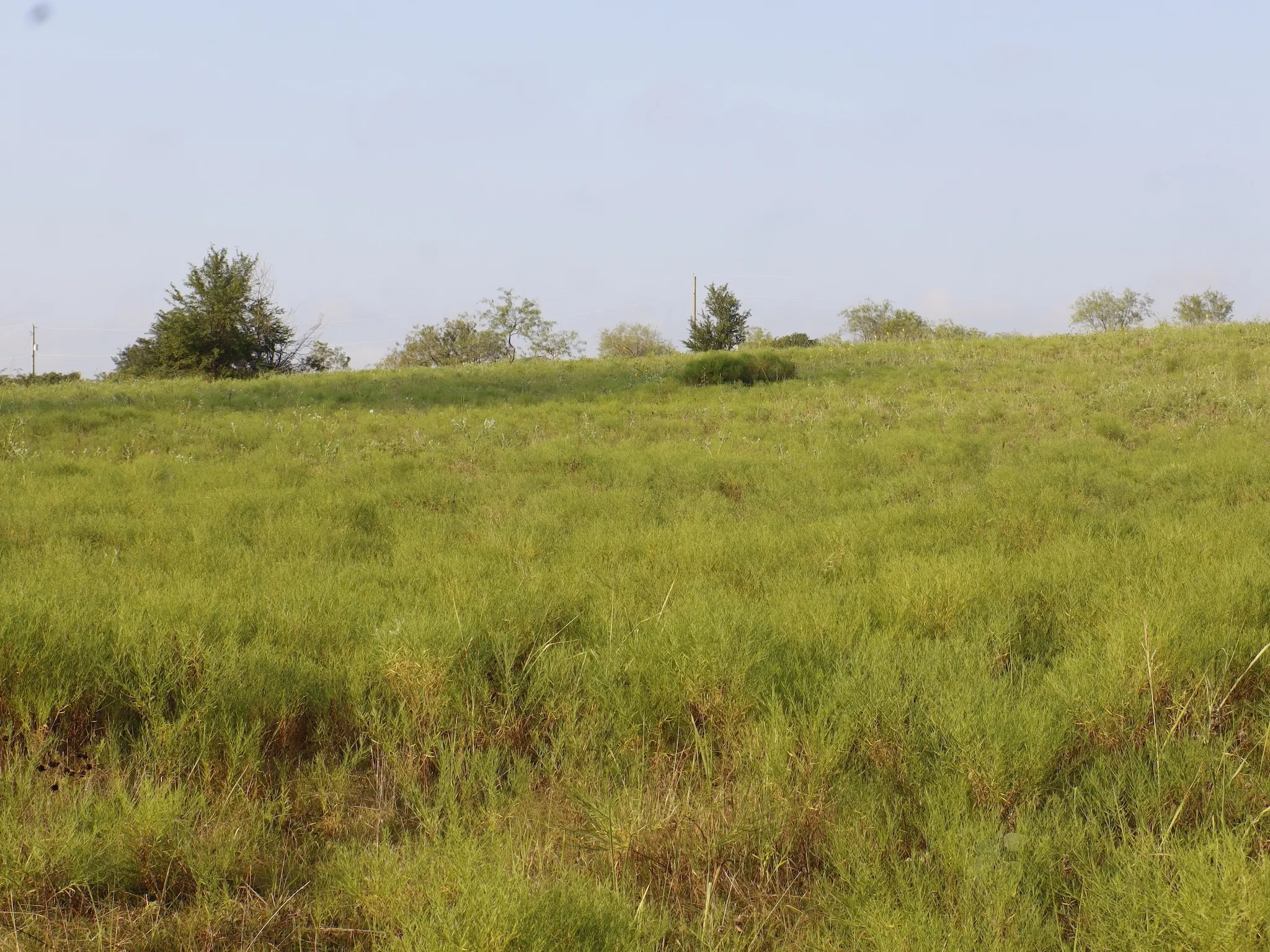 Unimproved Land For Sale in Ellis County , TBD Lot 1 Alsdorf Road, Ennis, Texas 75119, 0, 0, Garage spaces, 0 Sqft, built in 0, Price $200,000, mls#21320576, Real Estate Agent in Ennis, Homes For Sale in Ellis county, Homes For Sale in Ennis, Realtor in Ennis Texas, Real Estate Brokerage Independent Realty Texas, Luminita Cordes Realtor