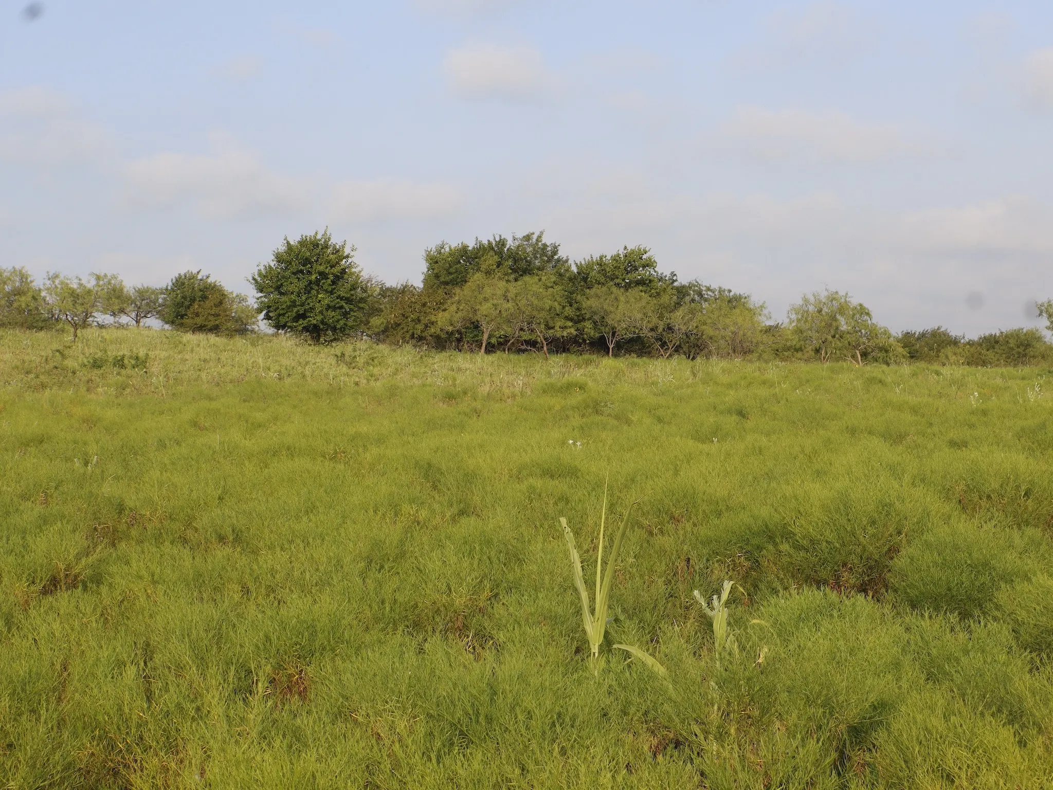 Unimproved Land For Sale in Ellis County , TBD Lot 1 Alsdorf Road, Ennis, Texas 75119, 0, 0, Garage spaces, 0 Sqft, built in 0, Price $200,000, mls#21320576, Real Estate Agent in Ennis, Homes For Sale in Ellis county, Homes For Sale in Ennis, Realtor in Ennis Texas, Real Estate Brokerage Independent Realty Texas, Luminita Cordes Realtor