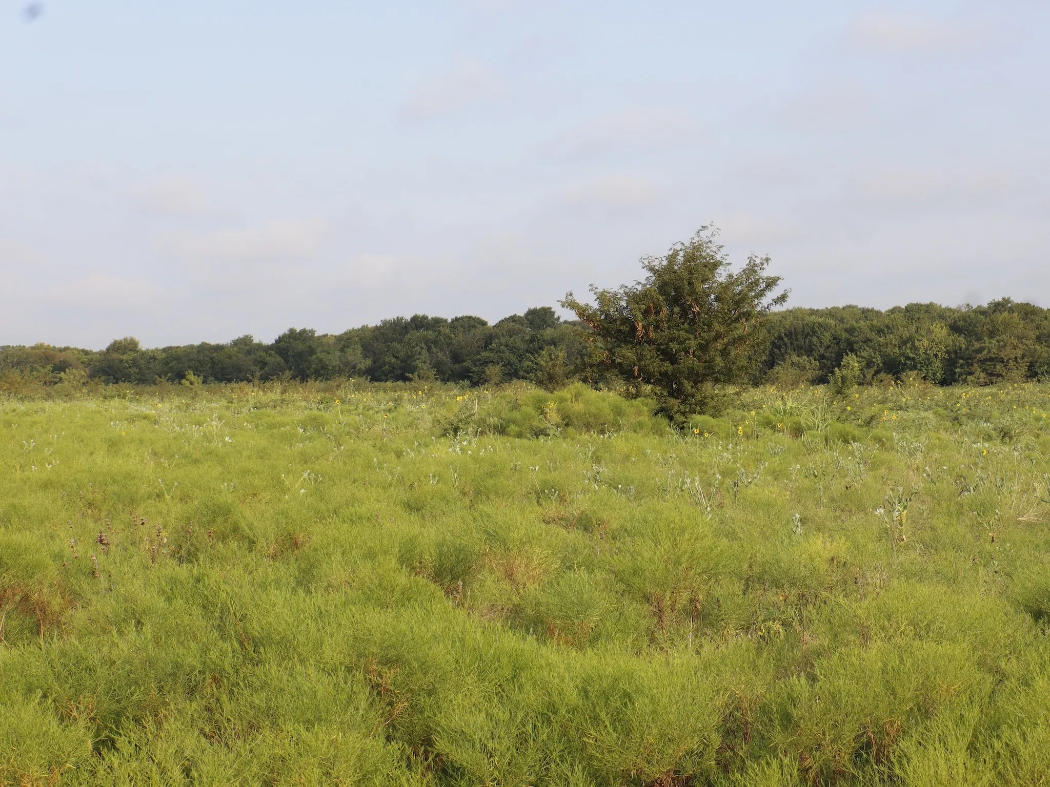 Unimproved Land For Sale in Ellis County , TBD Lot 3 & 4 Alsdorf Road, Ennis, Texas 75119, 0, 0, Garage spaces, 0 Sqft, built in 0, mls#21321225, Real Estate Agent in Ennis, Homes For Sale in Ellis county, Homes For Sale in Ennis, Realtor in Ennis Texas, Real Estate Brokerage Independent Realty Texas, Luminita Cordes Realtor