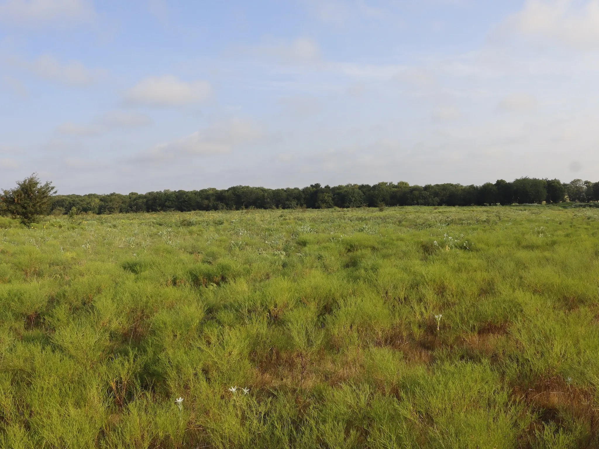 Unimproved Land For Sale in Ellis County , TBD Lot 3 & 4 Alsdorf Road, Ennis, Texas 75119, 0, 0, Garage spaces, 0 Sqft, built in 0, mls#21321225, Real Estate Agent in Ennis, Homes For Sale in Ellis county, Homes For Sale in Ennis, Realtor in Ennis Texas, Real Estate Brokerage Independent Realty Texas, Luminita Cordes Realtor