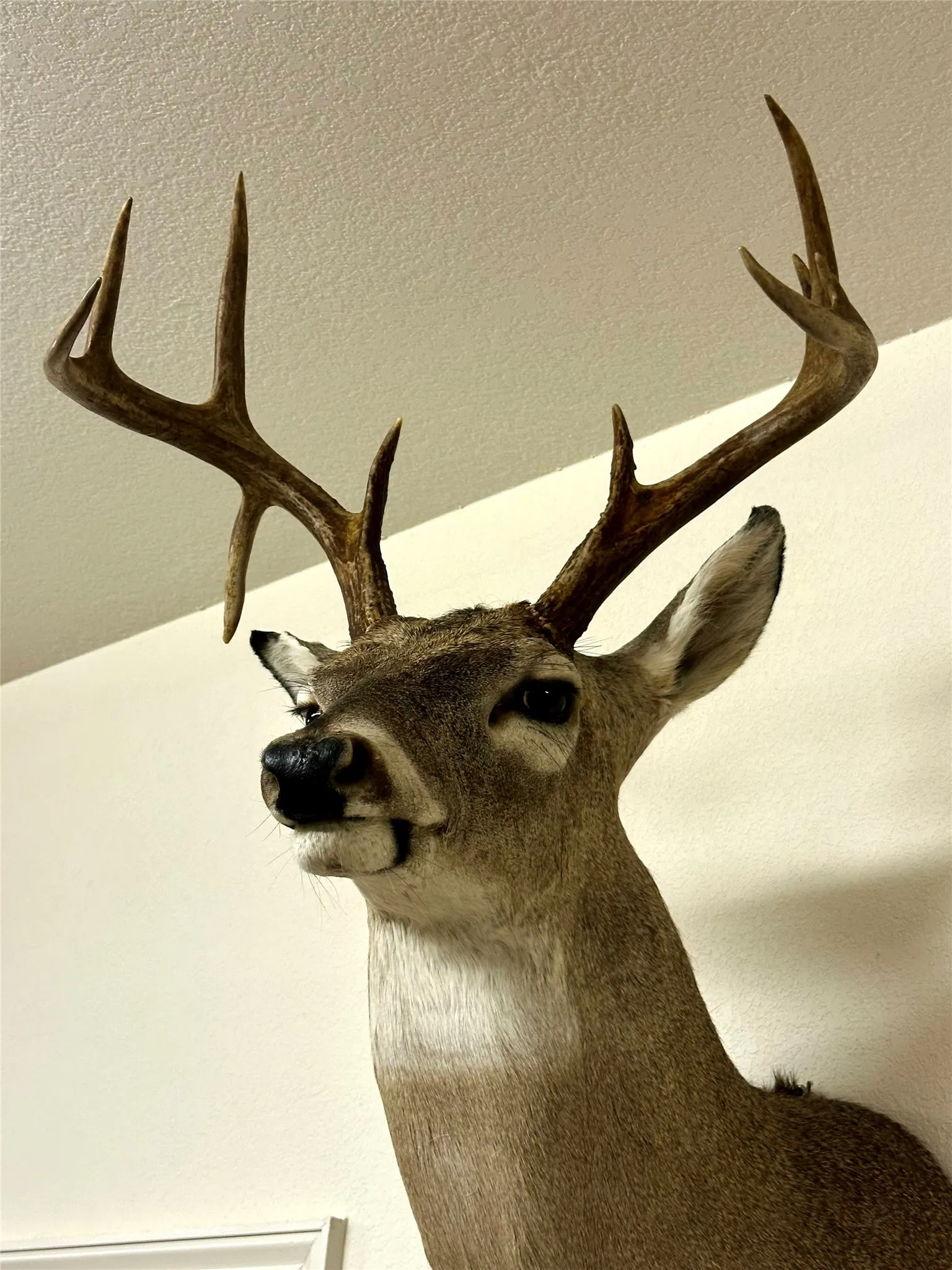 Farm For Sale in Falls County , 3005 US Highway 77, Lott, Texas 76656, 6 Bedroom, 5 Bathroom, Garage spaces, 4,792 Sqft, built in 1982, mls#21321574, Real Estate Agent in Lott, Homes For Sale in Falls county, Homes For Sale in Lott, Realtor in Lott Texas, Real Estate Brokerage Independent Realty Texas, Luminita Cordes Realtor