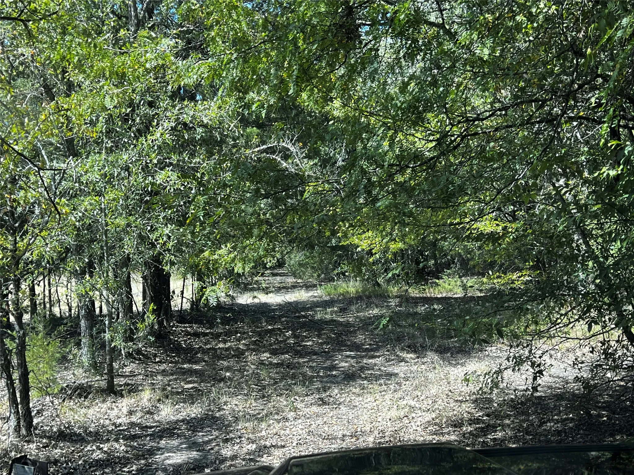 Cleared path along the West property about midway down the path.  Wooded terrain with dense foliage and natural ground cover