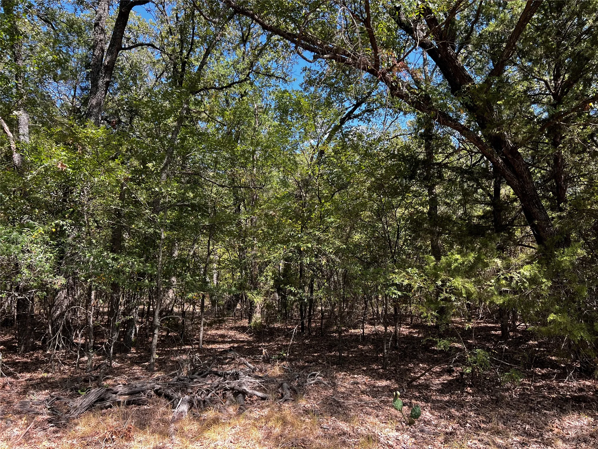 Wooded section of the acreage.