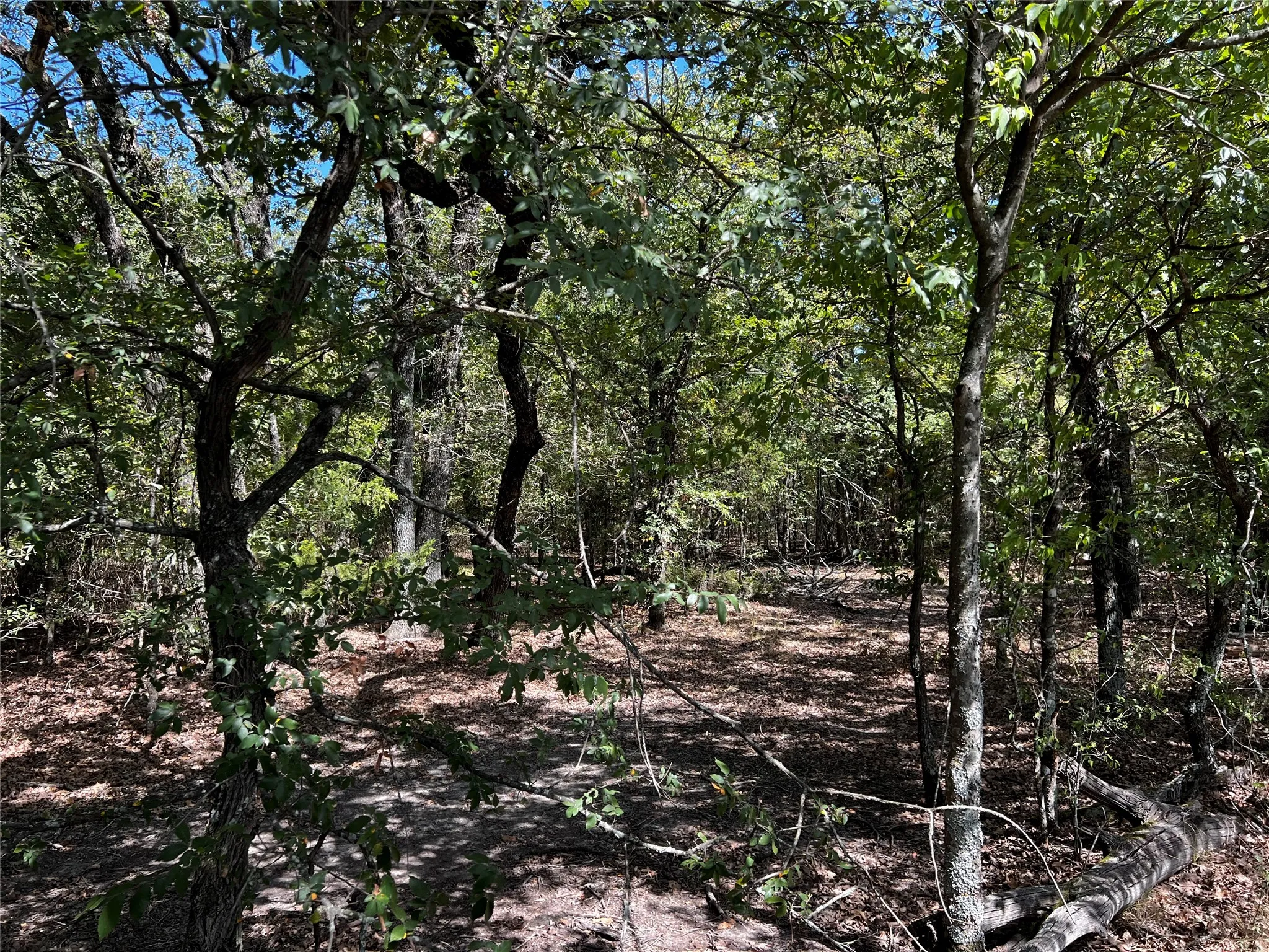 Wooded section of the acreage.