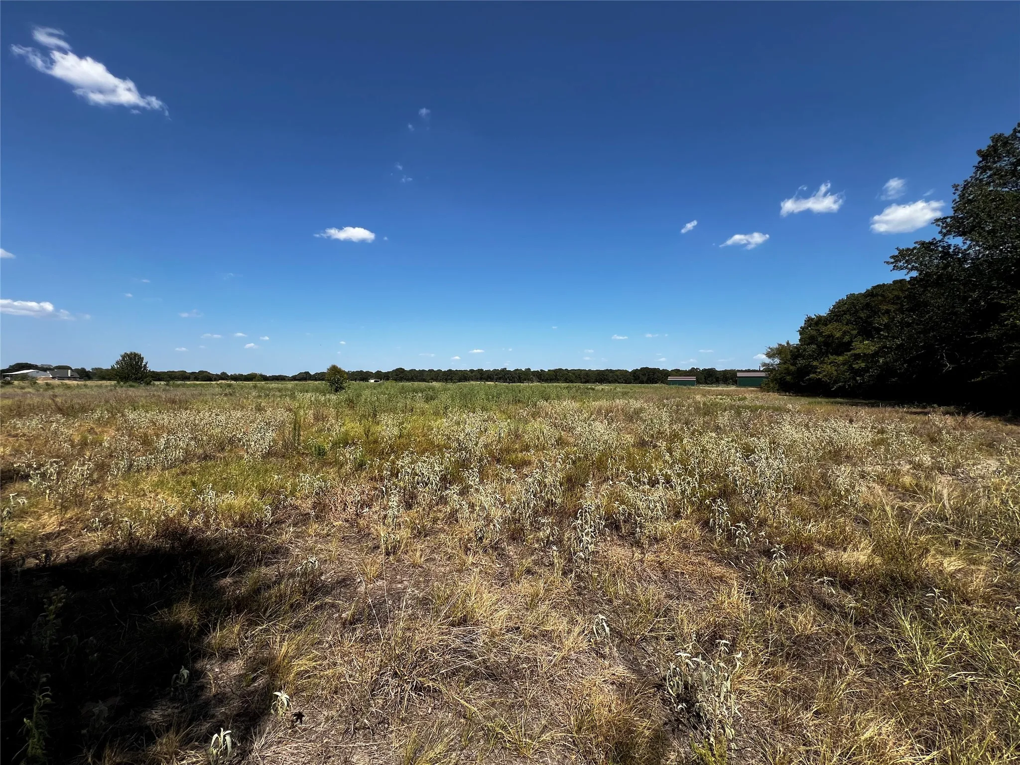 Back pasture on north side of property. Looking east from the west property line.  Expansive open field with natural vegetation in the back acreage, bordered by a line of mature trees where the middle to front of the land begins